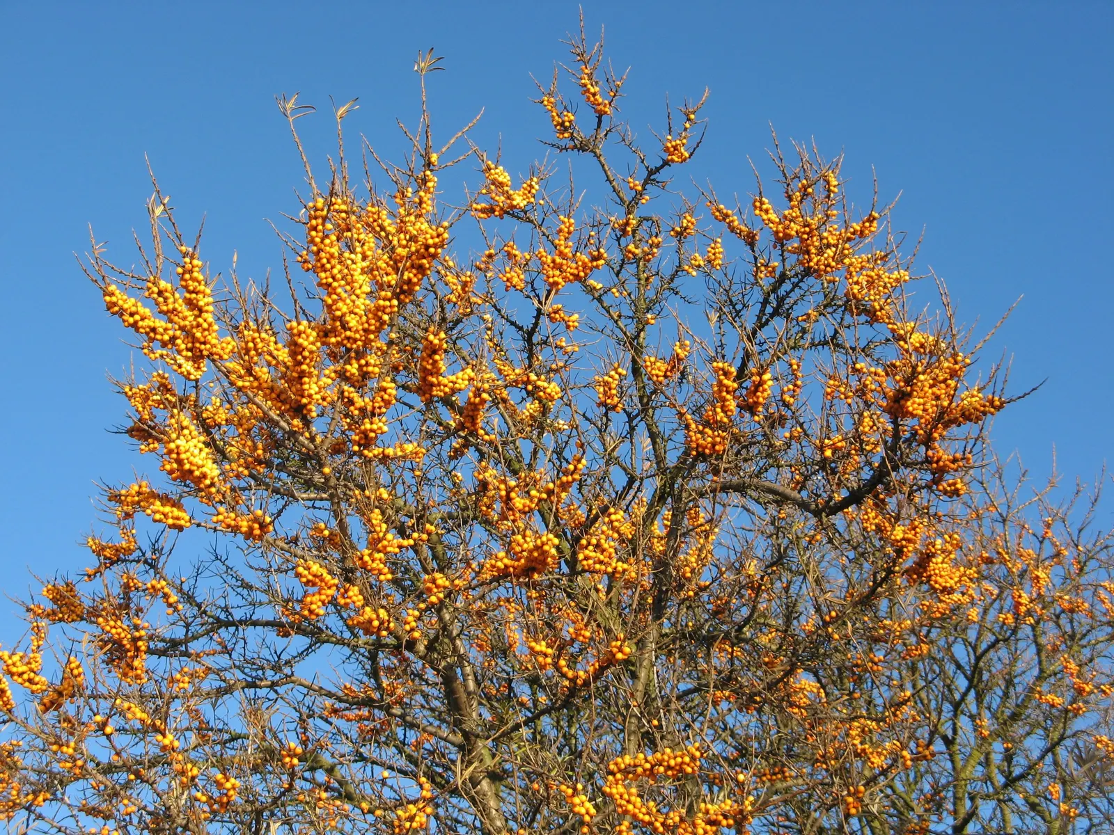 Sea Buckthorn (Hippophae Rhamnoides) — Thriving in USDA hardiness zones 3 through 8; it is crucial to have both sexes present within pollination, image 67