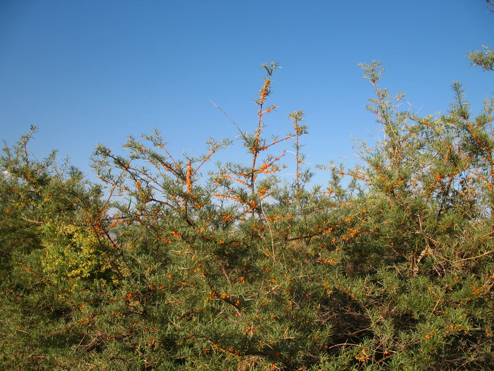 Sea Buckthorn (Hippophae Rhamnoides) — consider its ability to withstand sea spray and wind; inconspicuous male and female flowers emerge on separate plants