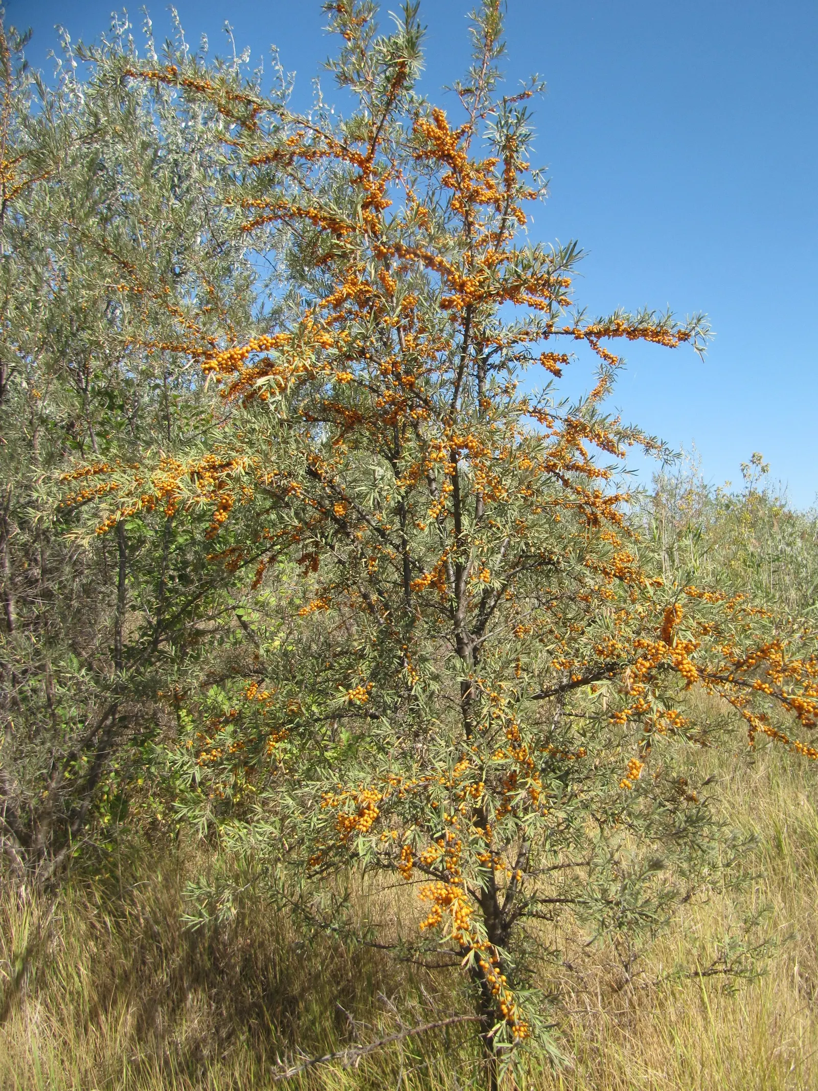 Sea Buckthorn (Hippophae Rhamnoides) — this unique plant commands a sunny spot with well-drained; when integrating Sea Buckthorn into the landscape