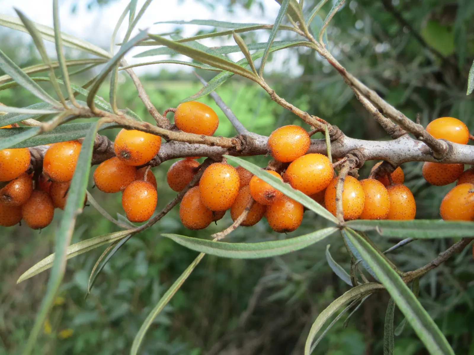Sea Buckthorn (Hippophae Rhamnoides) — slightly acidic to neutral soil; shrub for full or half or shade