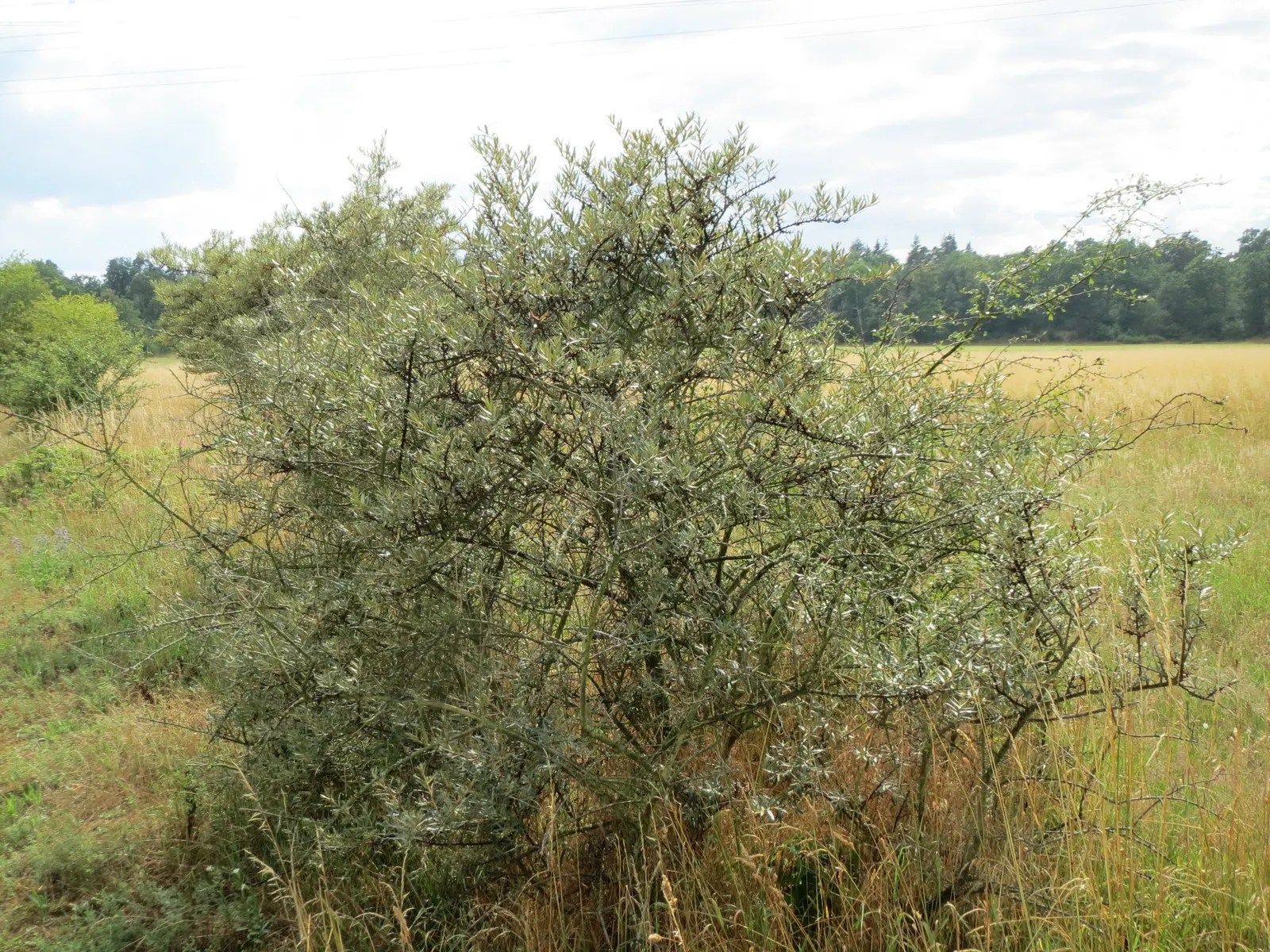 Sea Buckthorn (Hippophae Rhamnoides) — female plants boast clusters of juicy