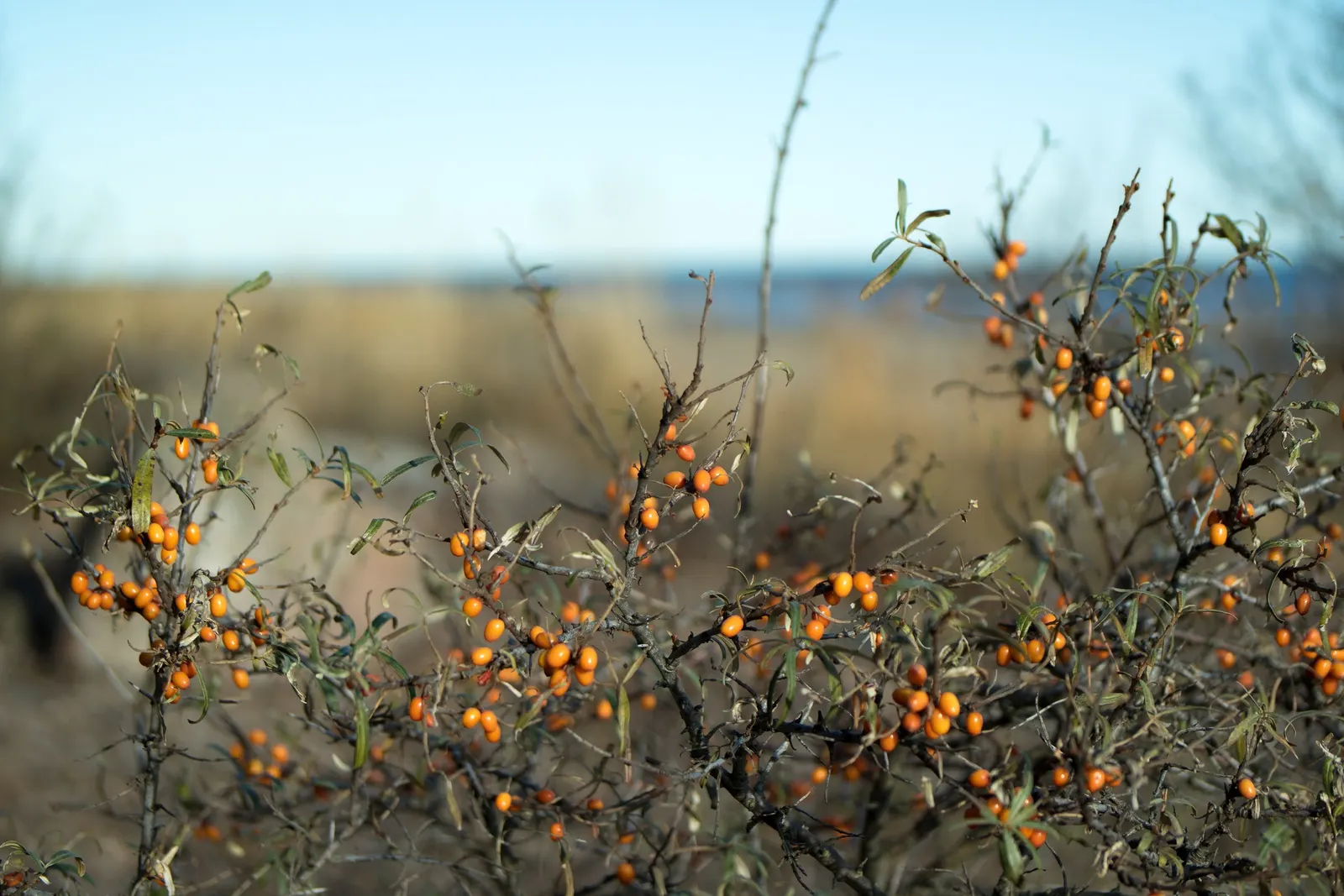 Sea Buckthorn (Hippophae Rhamnoides) — slightly acidic to neutral soil; shrub for full or half or shade, image 69