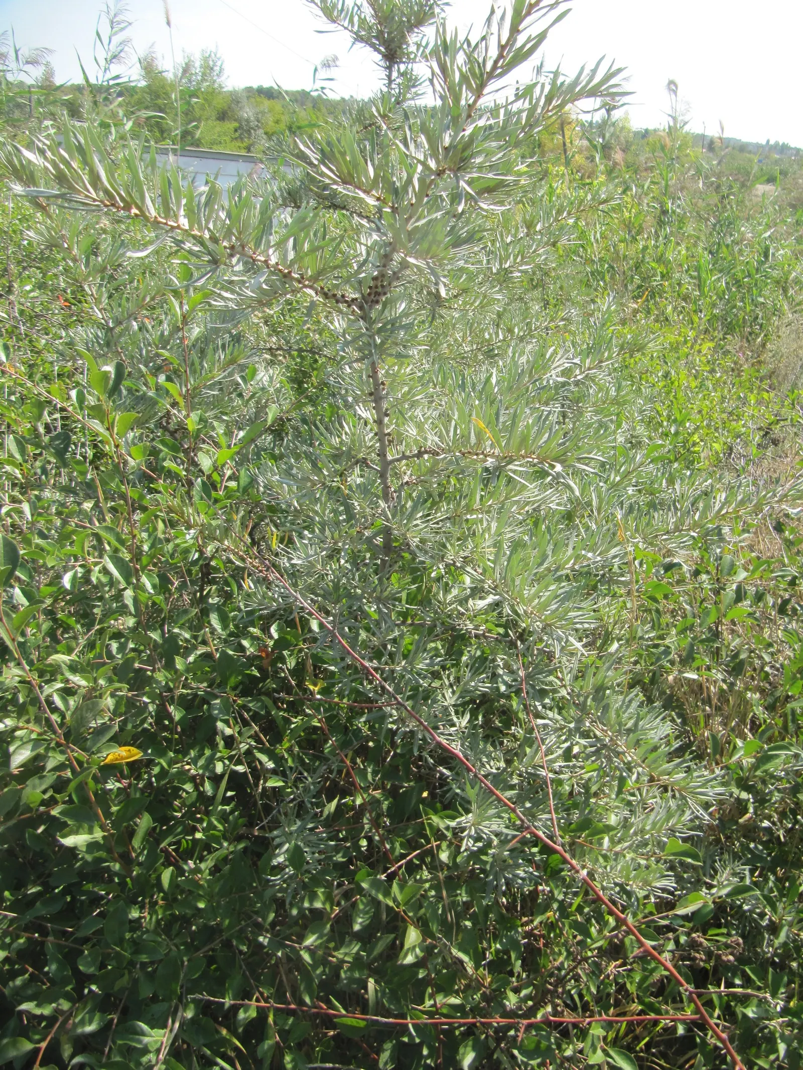Sea Buckthorn (Hippophae Rhamnoides) — For anyone seeking a robust and beneficial addition to their garden, Sea Buckthorn is an excellent choice