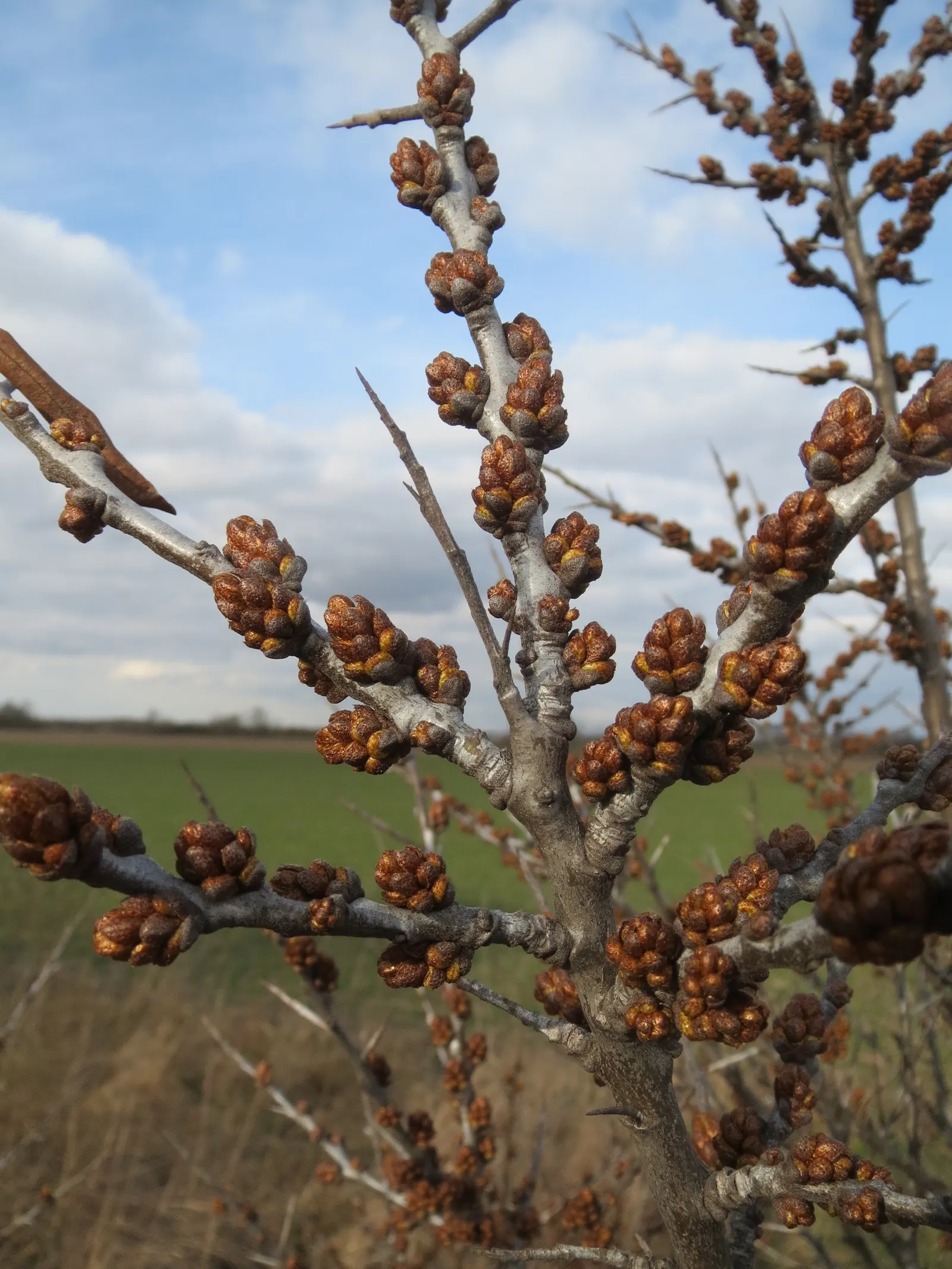 Sea Buckthorn (Hippophae Rhamnoides) — Renowned for its vibrant orange berries and silvery-green foliage