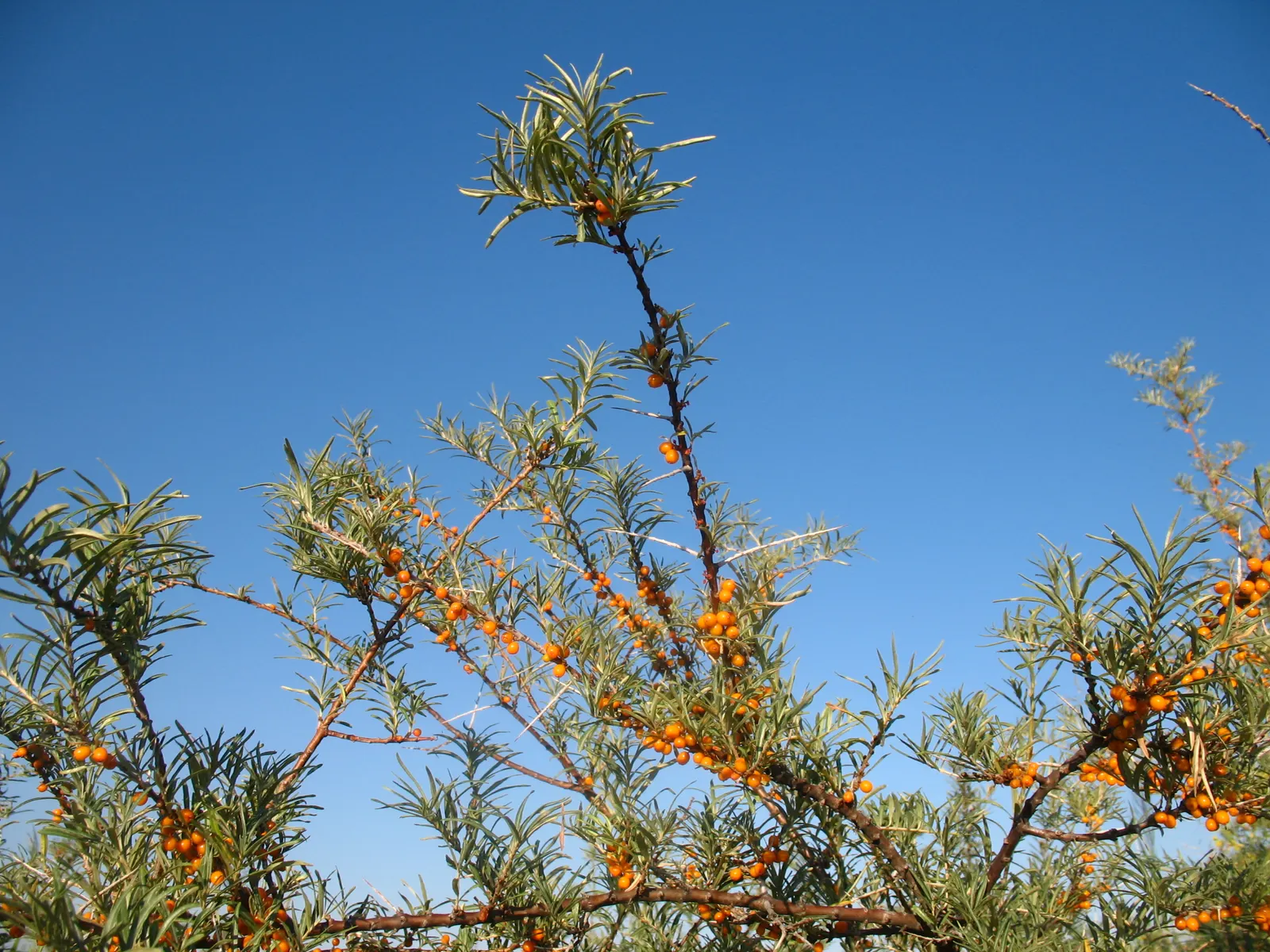 Sea Buckthorn (Hippophae Rhamnoides) — shrub with green and yellow blooms; the berries must be harvested with care due to the thorns.<br><br>Capable of fixing