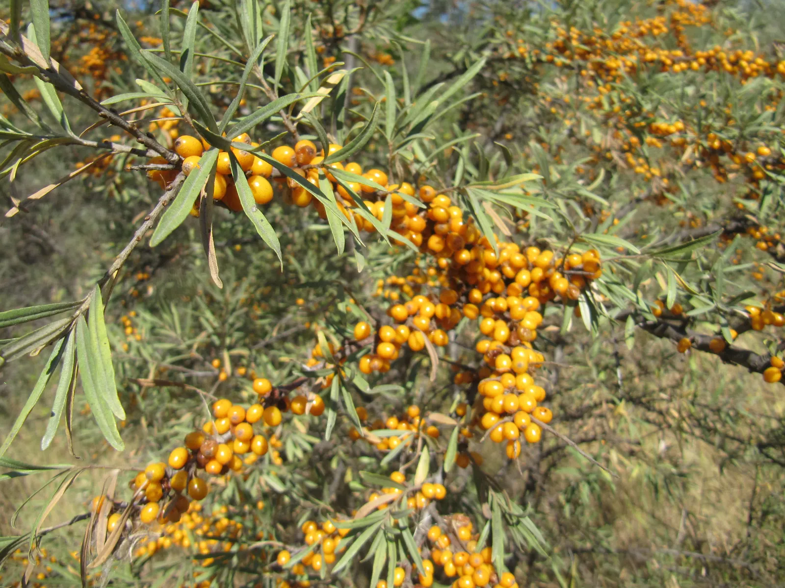 Sea Buckthorn (Hippophae Rhamnoides) — female plants boast clusters of juicy; regular pruning can maintain its shape and encourage fruiting