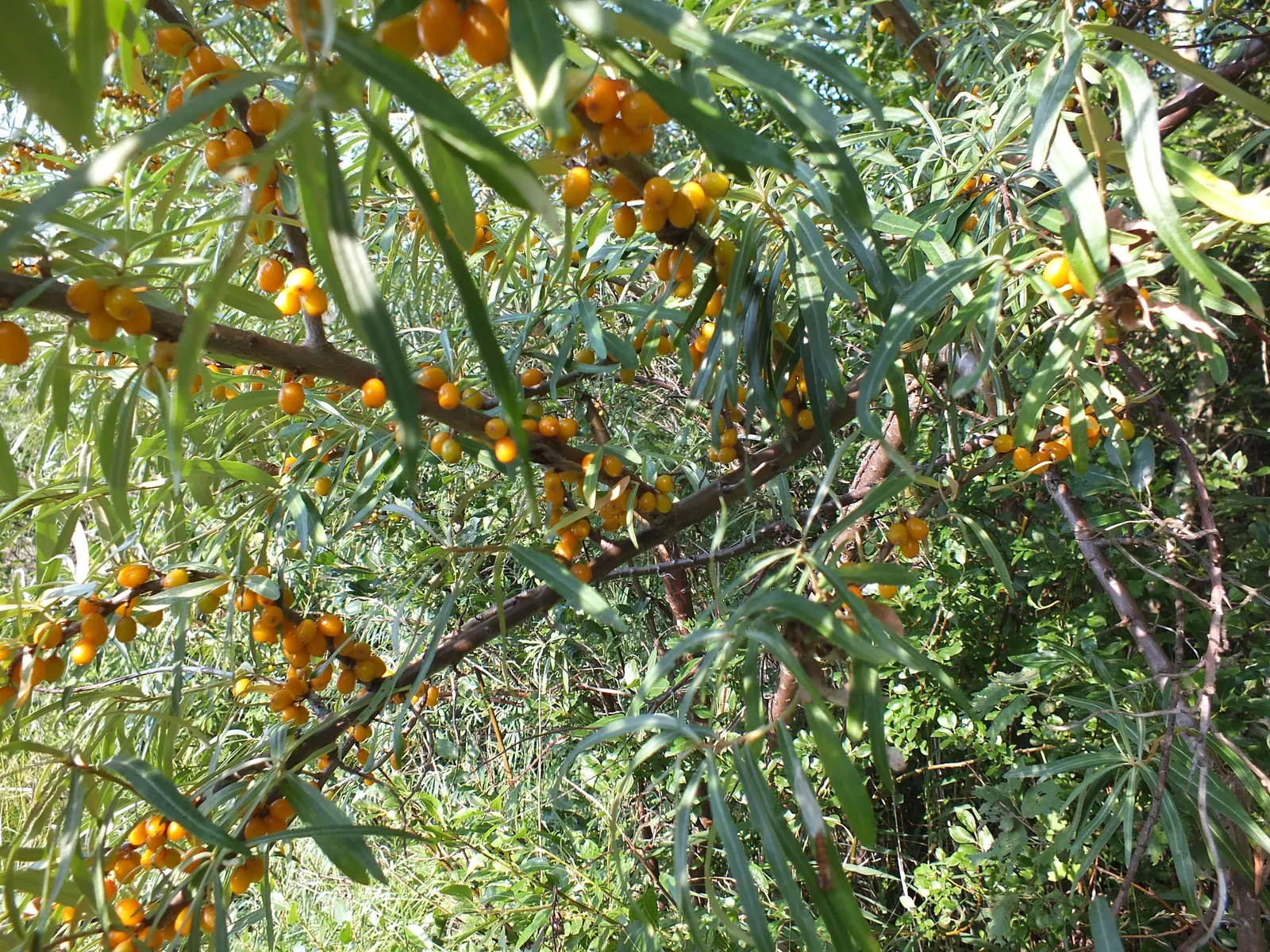 Sea Buckthorn (Hippophae Rhamnoides) — it is imperative to provide ample space for its thorny; sea Buckthorn offers a striking silver-green accent to the