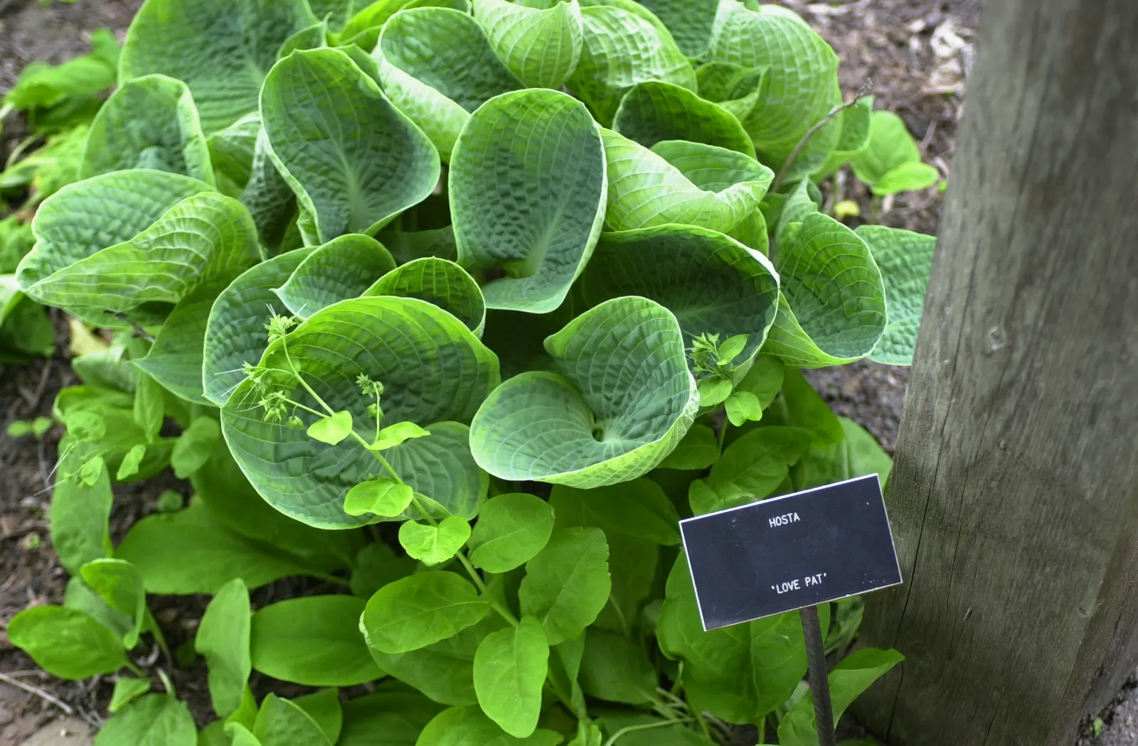 Love Pat Hosta (Hosta 'Love Pat') — The Hosta 'Love Pat' is a striking perennial with deeply-cupped