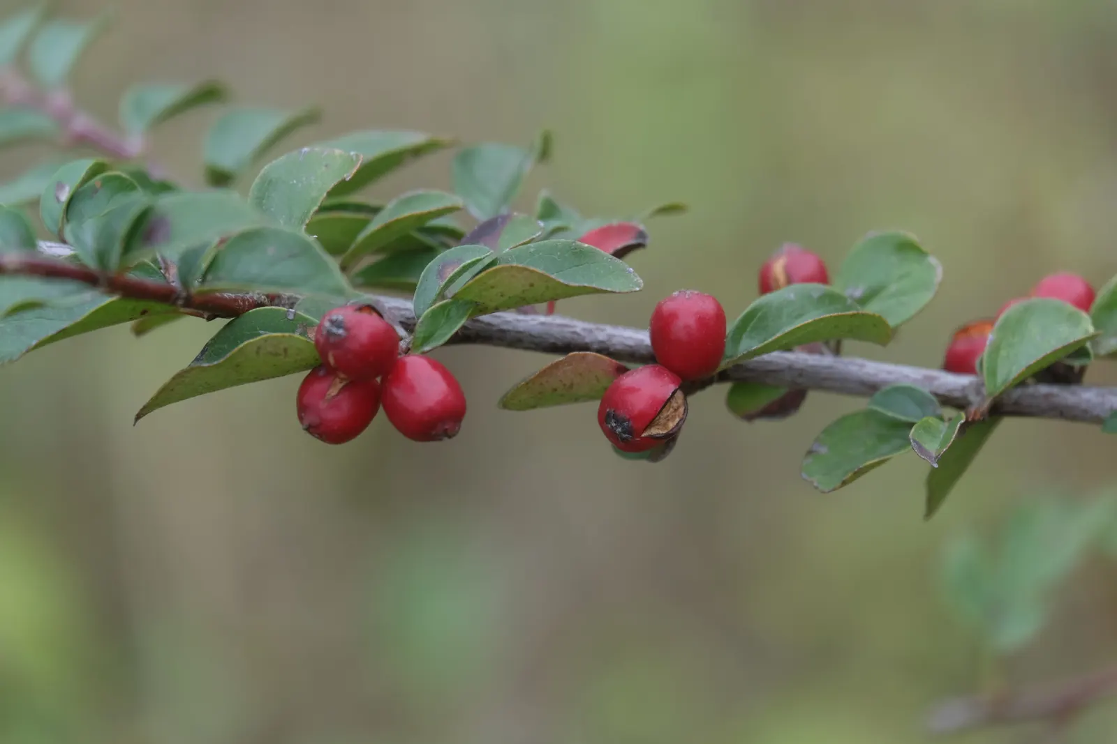 Red Clusterberry Cotoneaster (Cotoneaster Divaricatus) — It is advisable to include regular pruning to maintain its structured appearance and, image 51