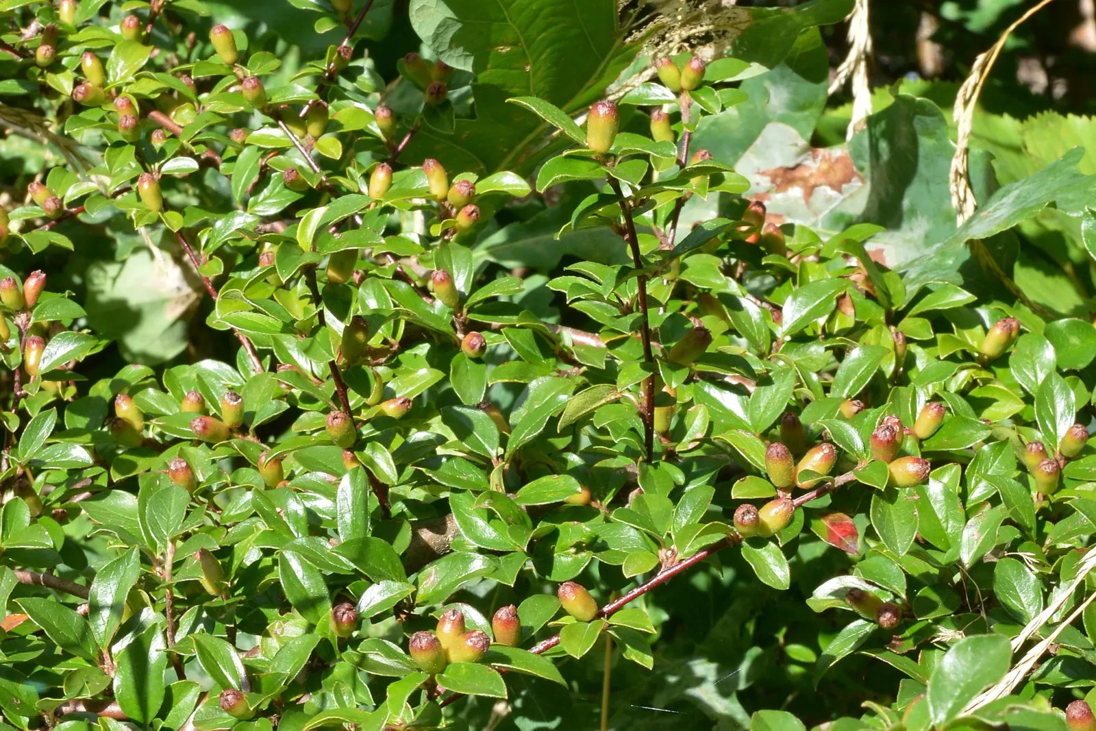 Red Clusterberry Cotoneaster (Cotoneaster Divaricatus) — these blooms give way to a vivid display of bright red berries