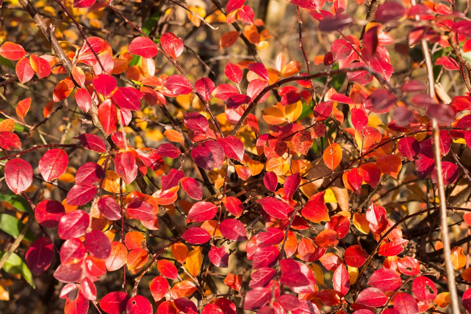 Red Clusterberry Cotoneaster (Cotoneaster Divaricatus) — With its year-round beauty and minimal care requirements; the Red Clusterberry Cotoneaster is a superb
