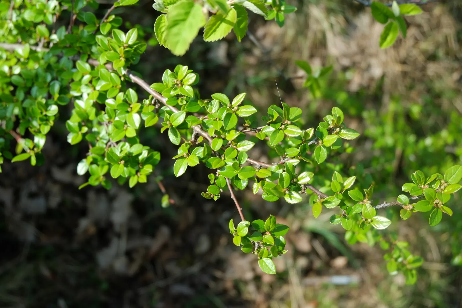 Red Clusterberry Cotoneaster (Cotoneaster Divaricatus) — Gaining prominence with landscape designers for its striking four-season interest
