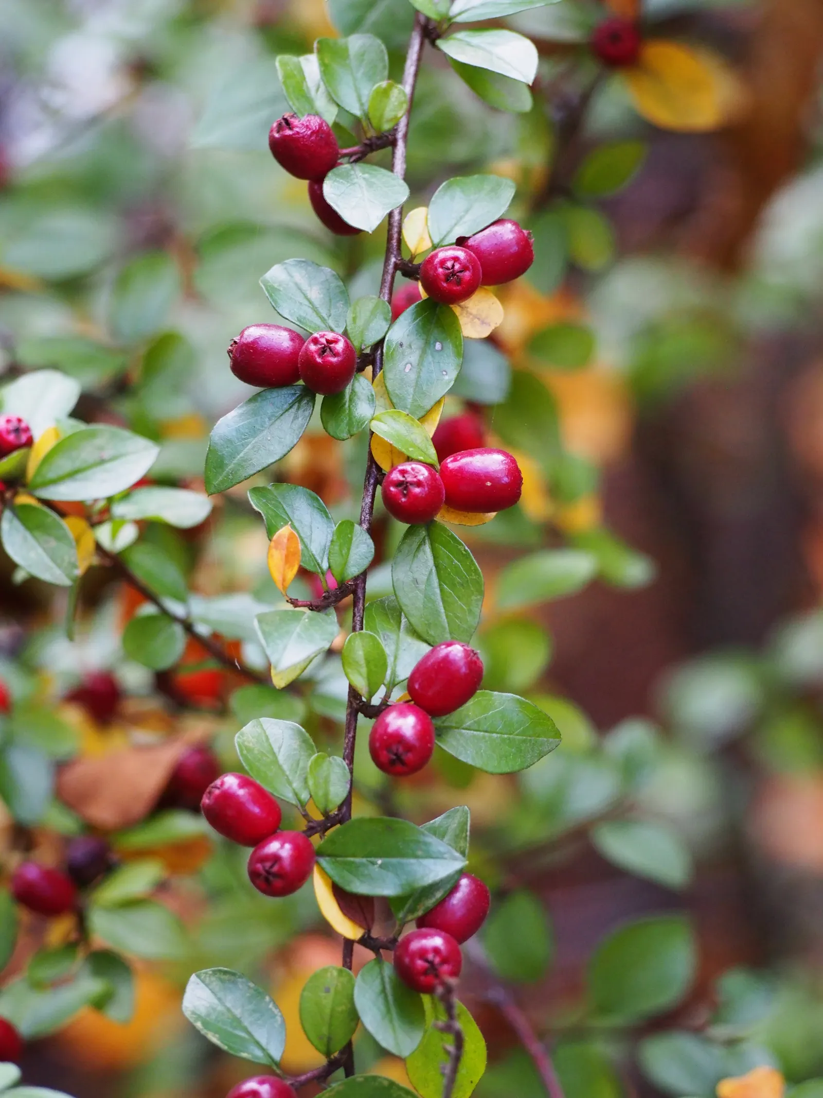 Red Clusterberry Cotoneaster (Cotoneaster Divaricatus) — Ideal for hedging and wildlife gardens, it offers year-round interest and attracts birds