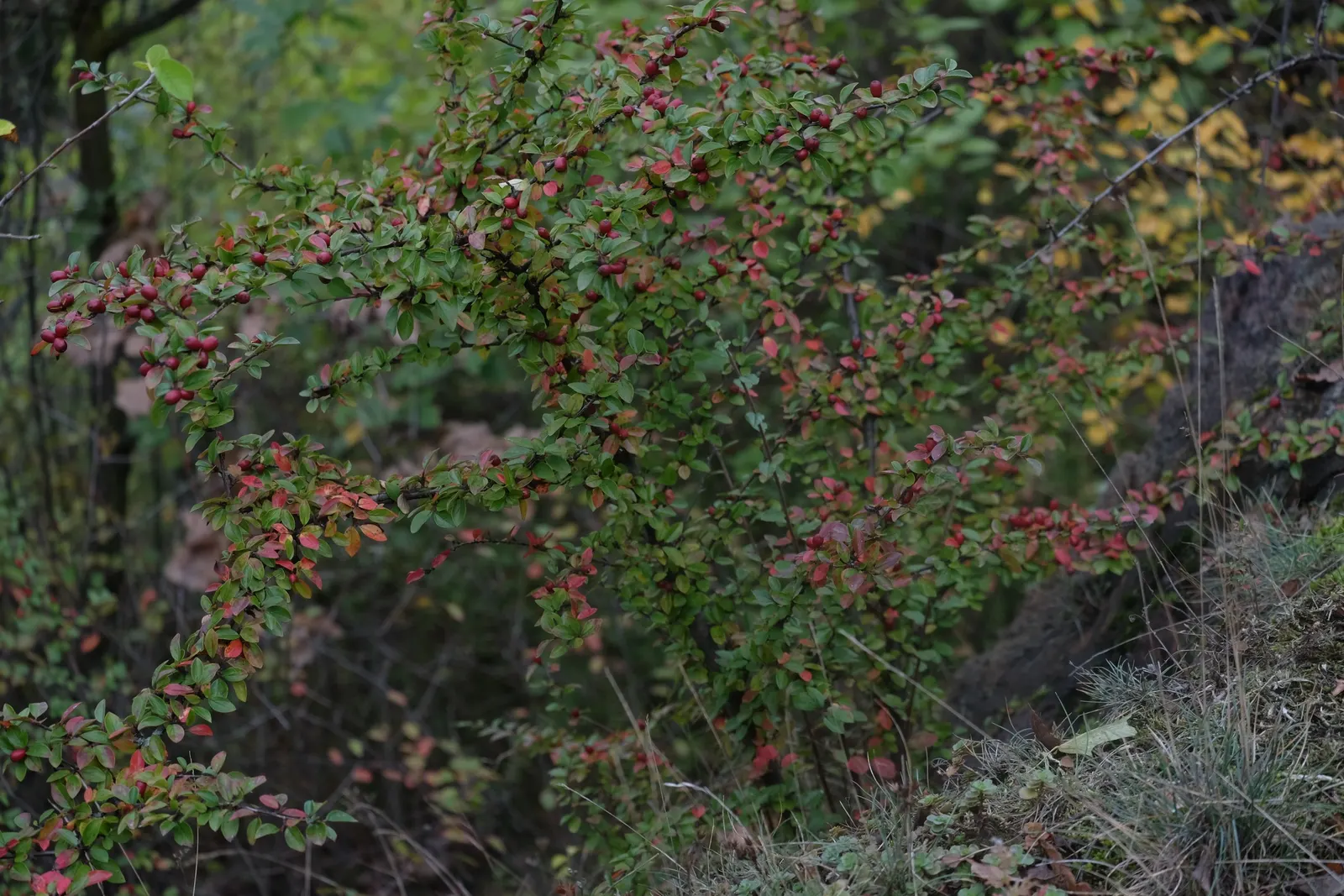 Red Clusterberry Cotoneaster (Cotoneaster Divaricatus) — each 5/8 inches in diameter; gaining prominence with landscape designers for its striking four-season