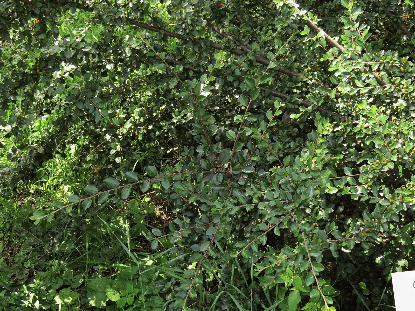 Red Clusterberry Cotoneaster (Cotoneaster Divaricatus) — Gaining prominence with landscape designers for its striking four-season interest; rounded leaves