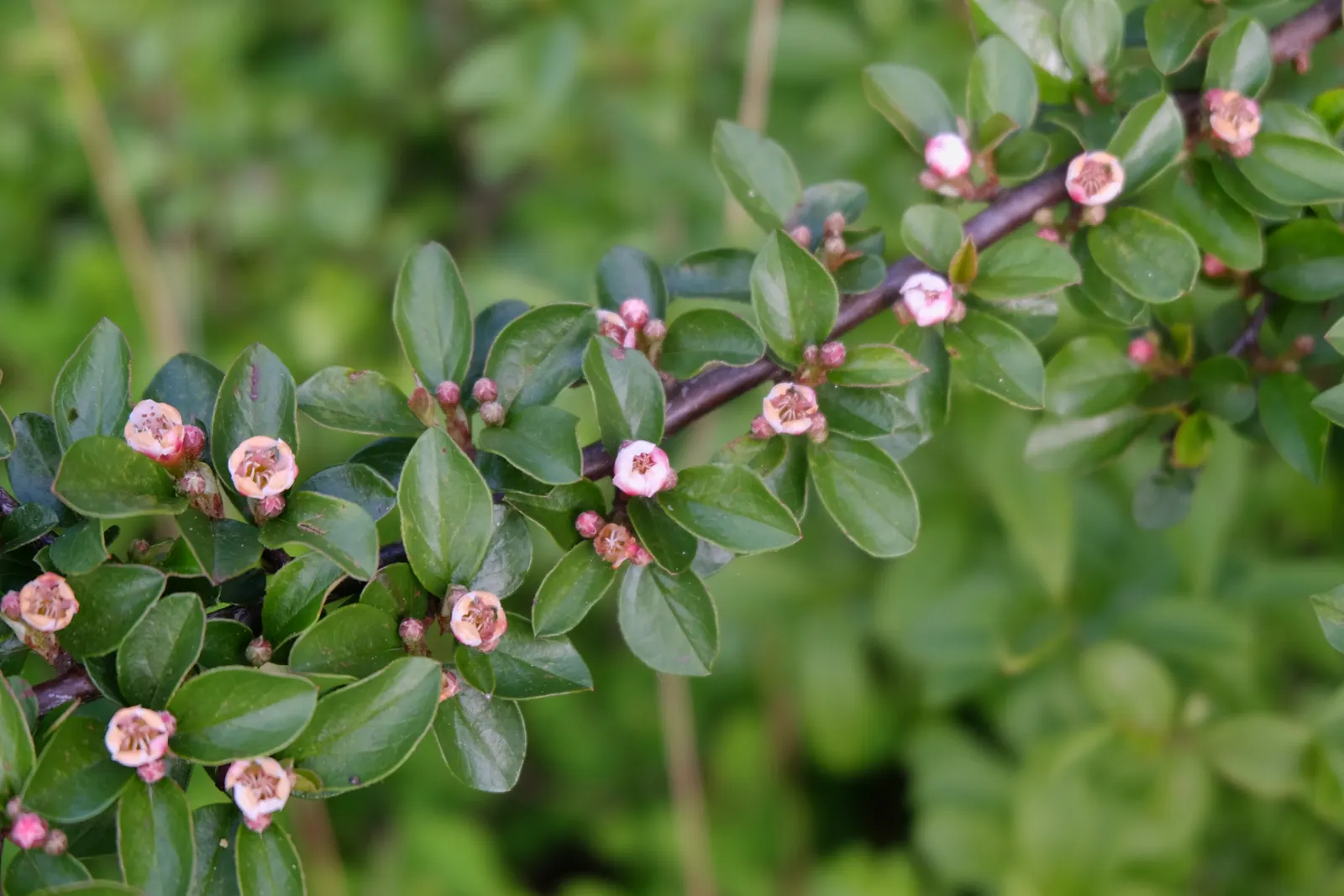 Red Clusterberry Cotoneaster (Cotoneaster Divaricatus) — Spring blooms are pinkish-white, setting the stage for vivid red berries persisting into winter