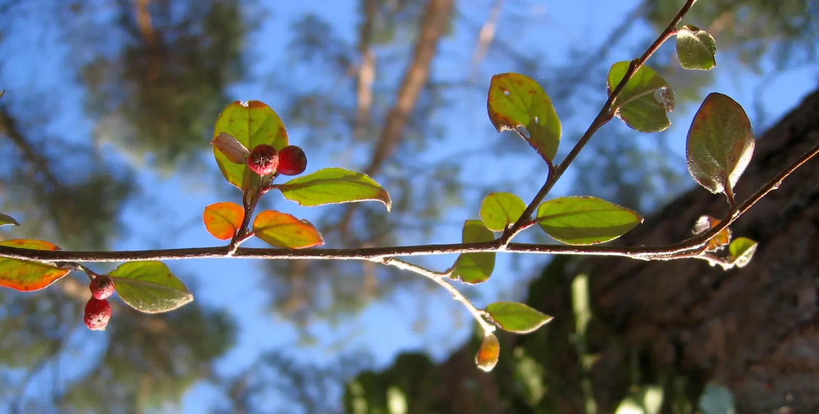 Red Clusterberry Cotoneaster (Cotoneaster Divaricatus) — the Red Clusterberry Cotoneaster is a superb selection for beautifying residential or commercial spaces