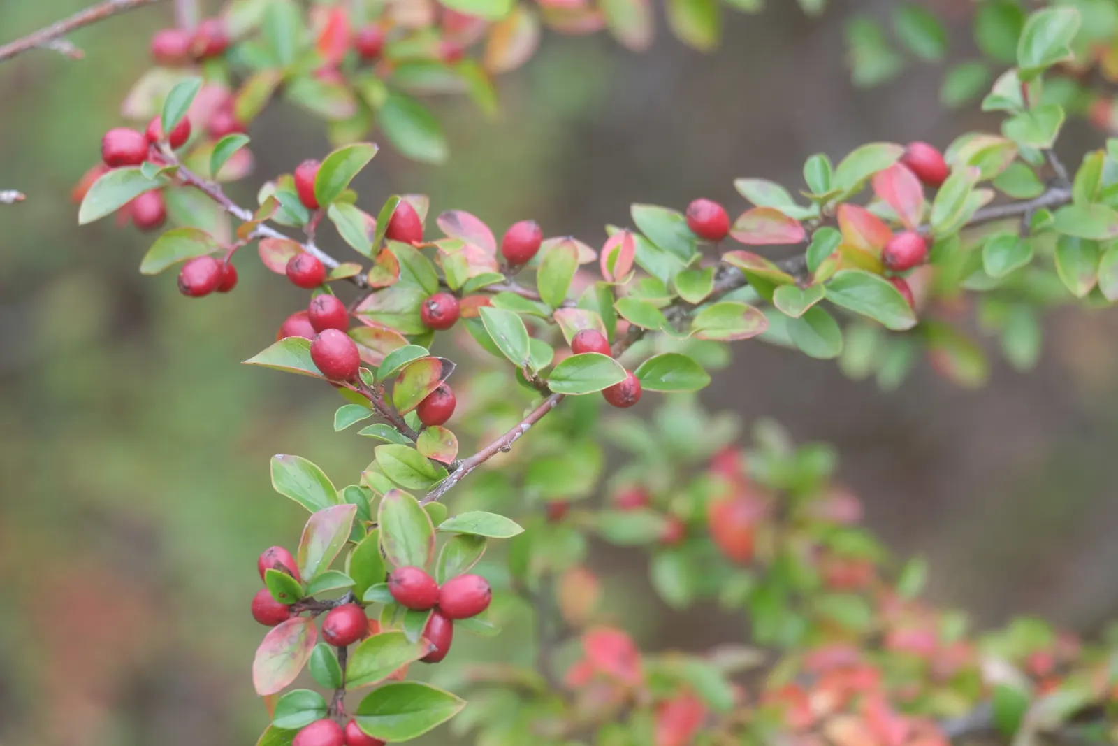 Red Clusterberry Cotoneaster (Cotoneaster Divaricatus) — scientifically named Cotoneaster divaricatus