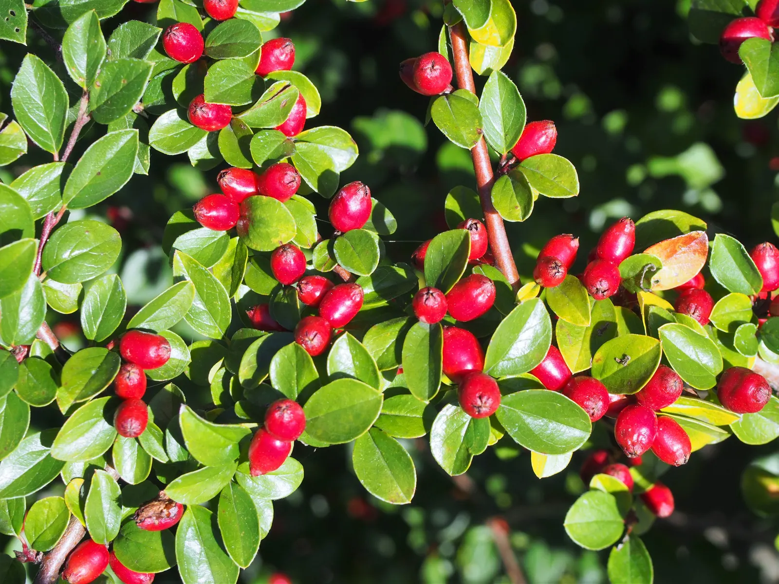 Red Clusterberry Cotoneaster (Cotoneaster Divaricatus) — Title: Red Clusterberry Cotoneaster (Cotoneaster divaricatus)<br><br>The Red Clusterberry, image 36