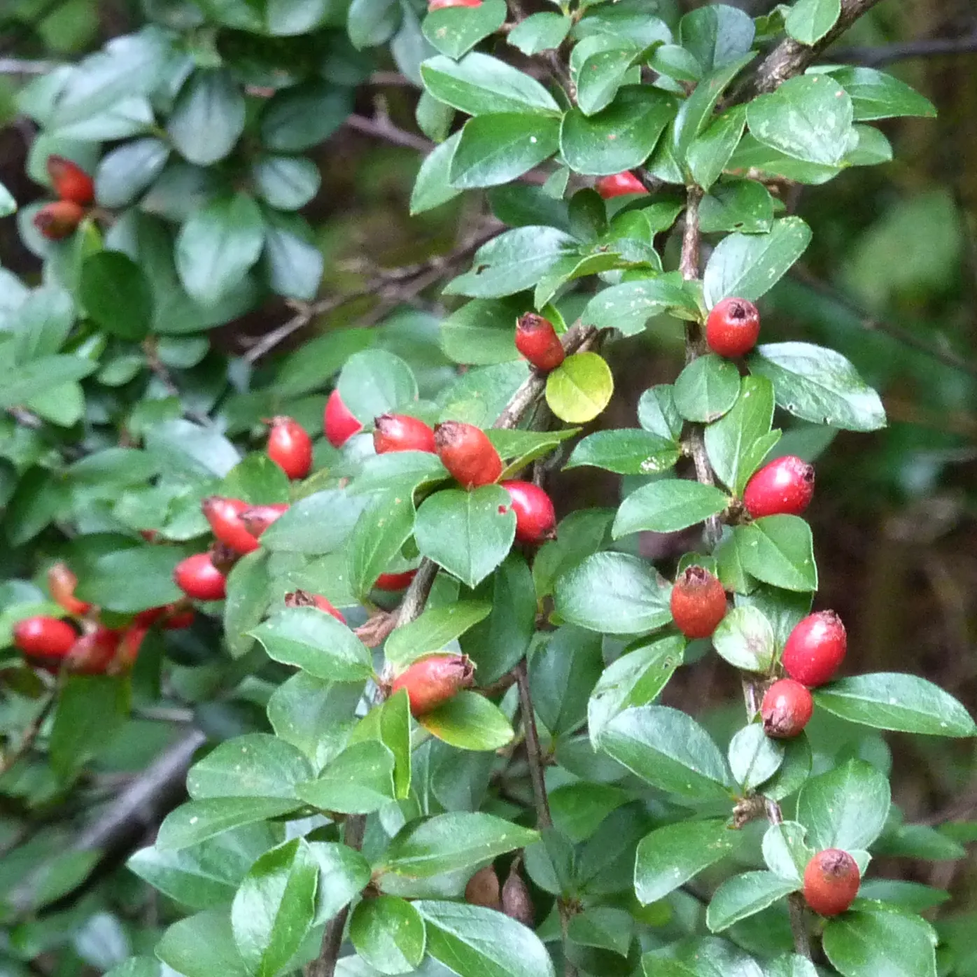 Red Clusterberry Cotoneaster (Cotoneaster Divaricatus) — reaching 5-6 feet high and wide