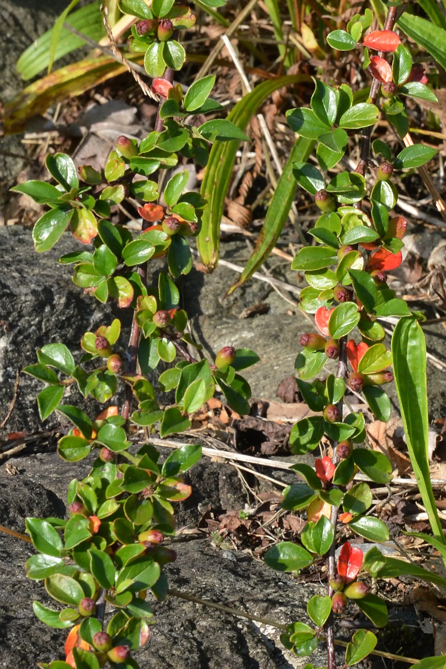Red Clusterberry Cotoneaster (Cotoneaster Divaricatus) — The shrub demonstrates adaptability to a variety of soil conditions, preferring, image 48