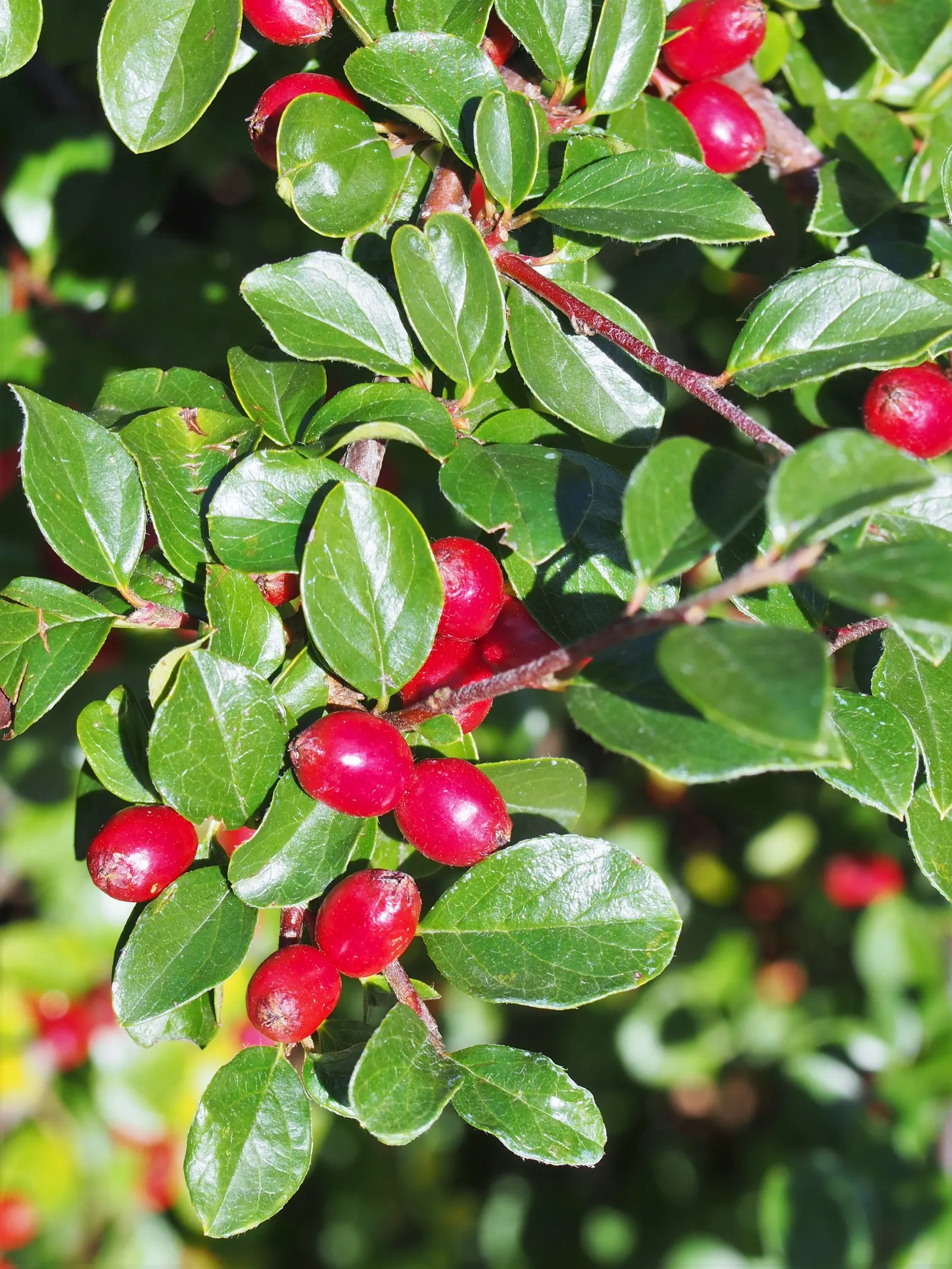 Red Clusterberry Cotoneaster (Cotoneaster Divaricatus) — low-maintenance backdrop in garden compositions.<br><br>Spring unveils a profusion of, image 41
