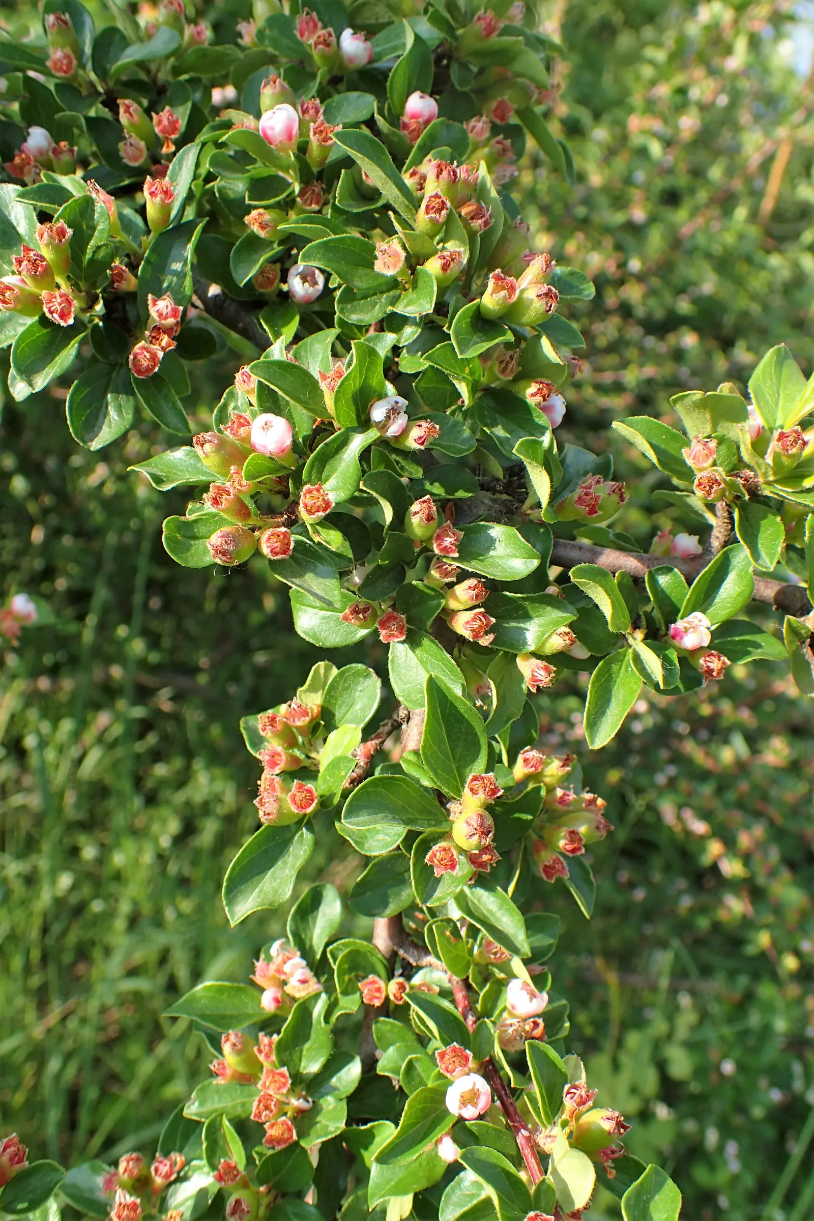 Red Clusterberry Cotoneaster (Cotoneaster Divaricatus) — shrub with pink and white blooms