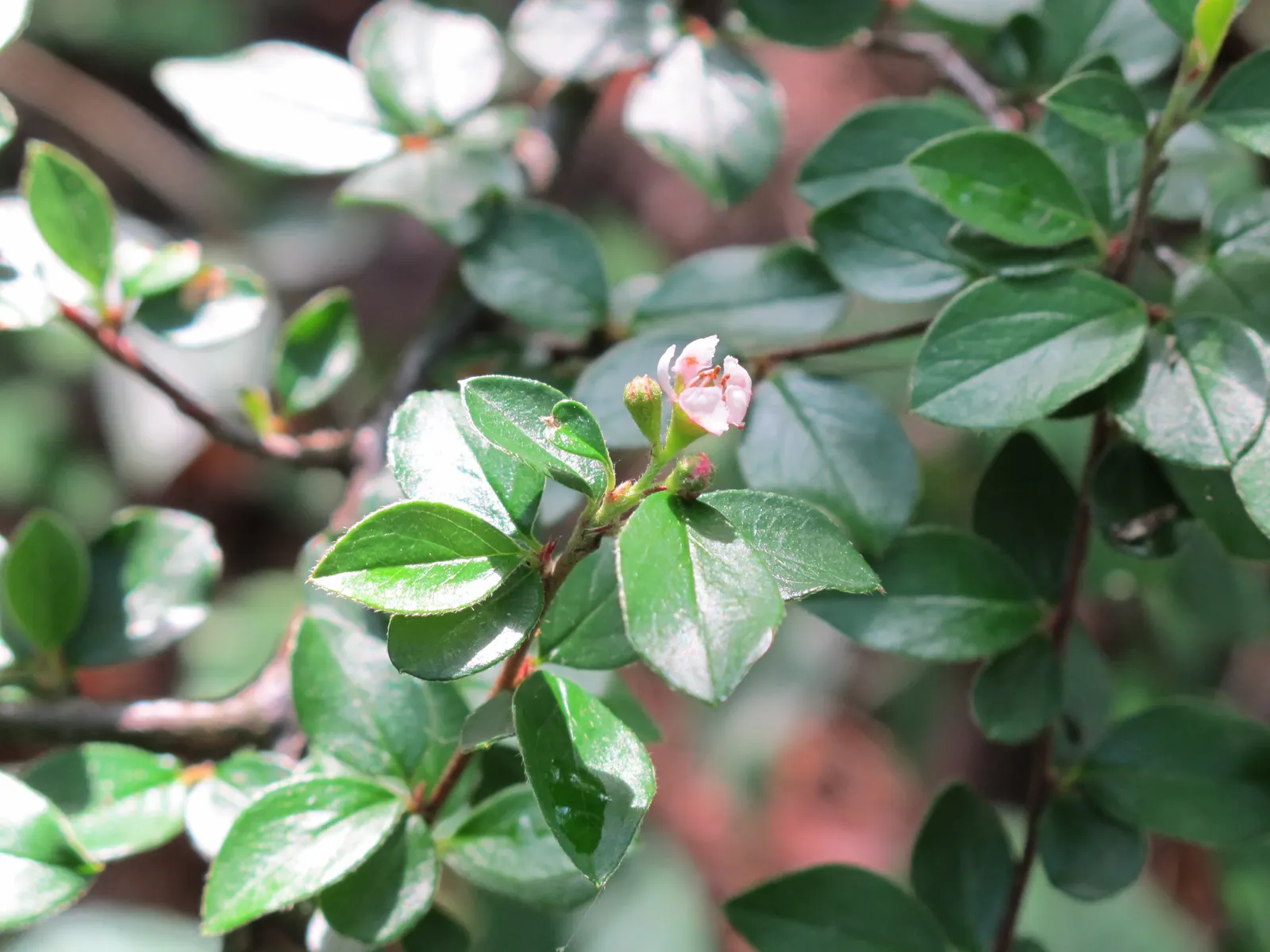 Red Clusterberry Cotoneaster (Cotoneaster Divaricatus) — rounded leaves measuring up to 1 inch long