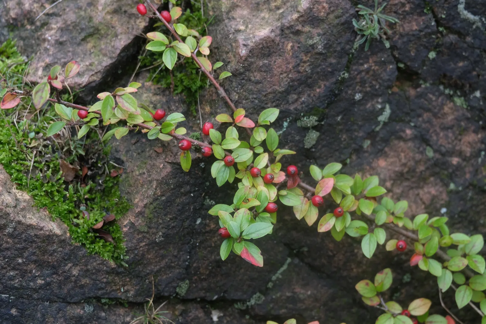 Red Clusterberry Cotoneaster (Cotoneaster Divaricatus) — this species typically reaches a mature height of 5 to 6 feet and spans an impressive 6 to 8 feet