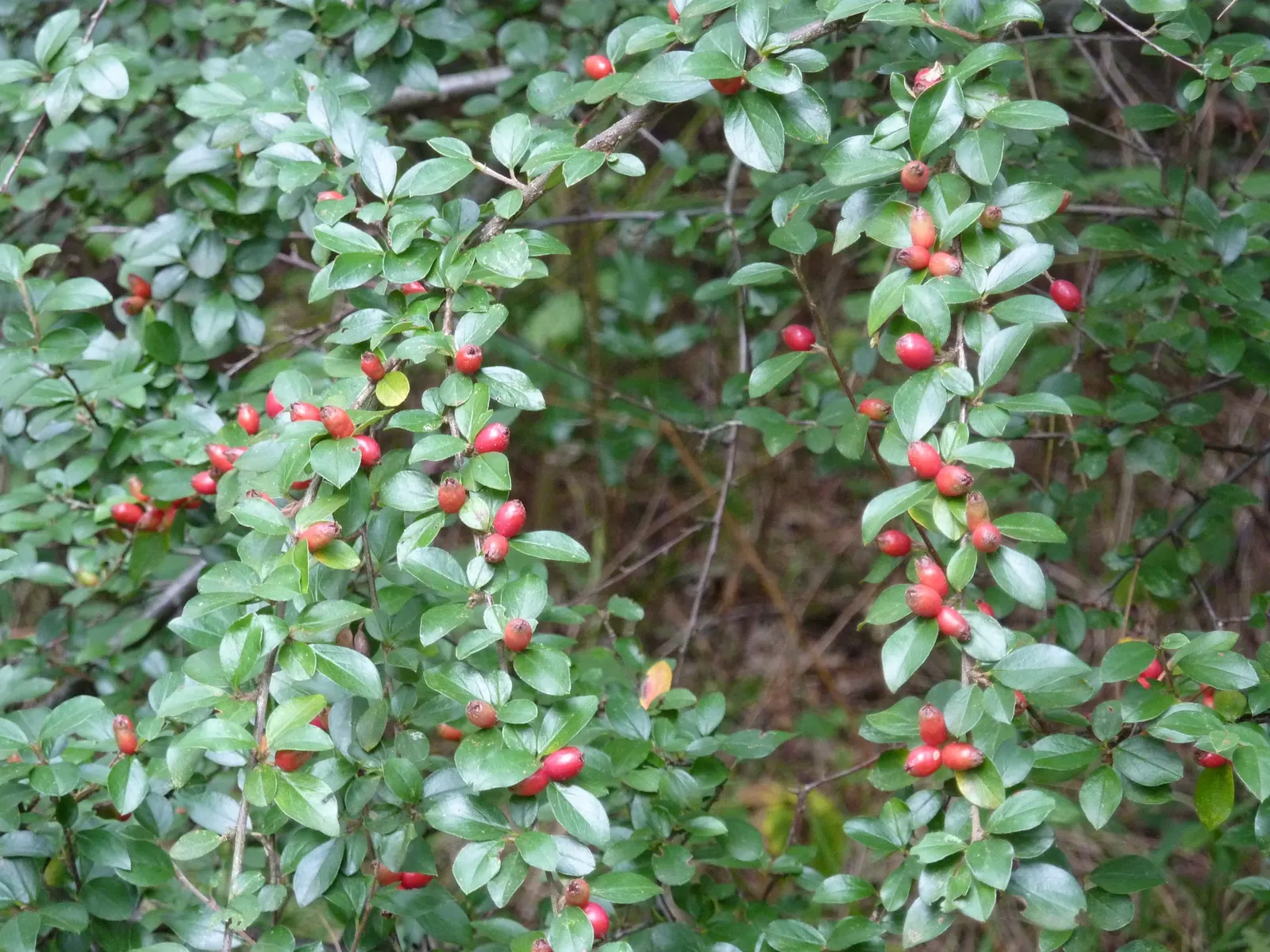 Red Clusterberry Cotoneaster (Cotoneaster Divaricatus) — With its year-round beauty and minimal care requirements