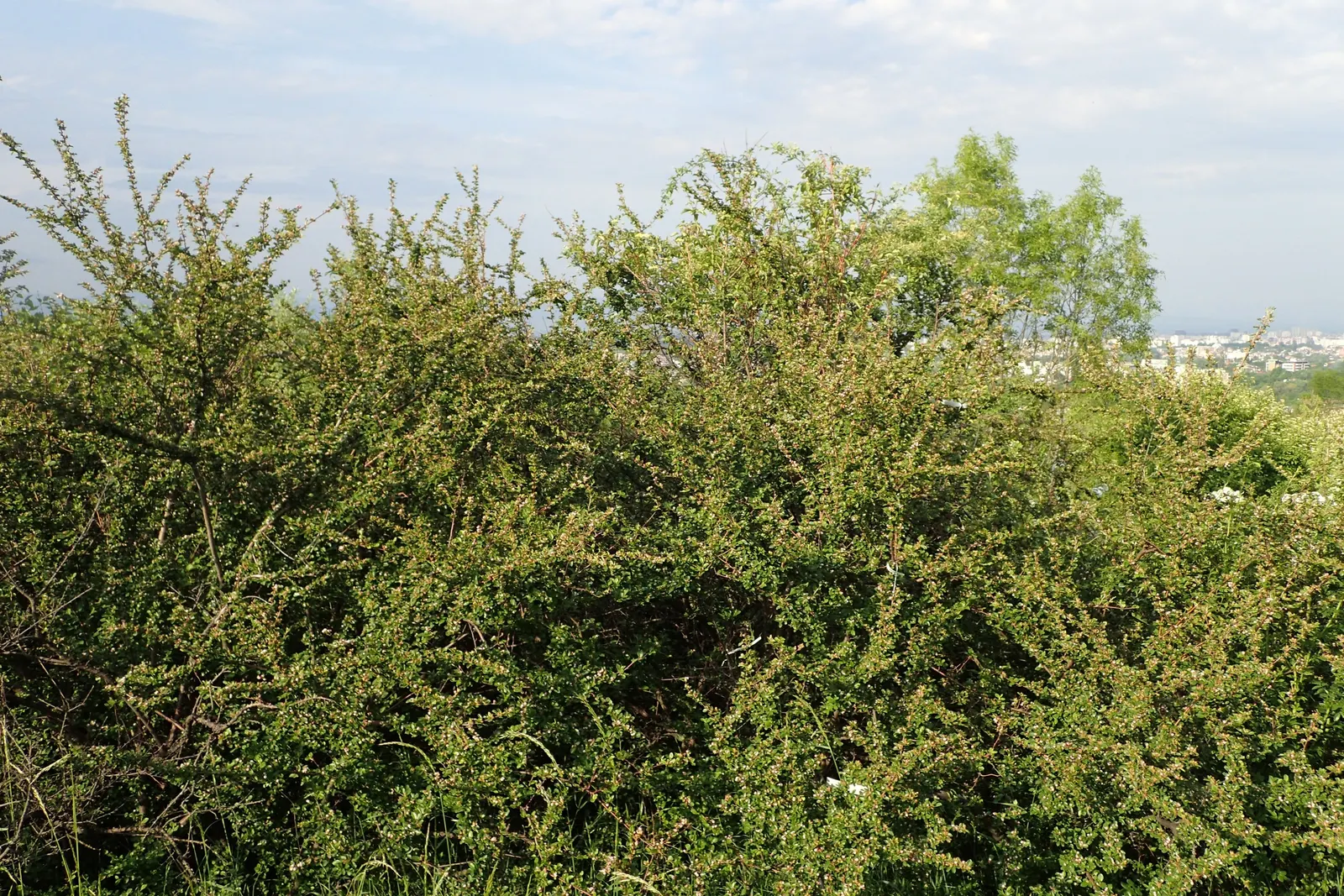 Red Clusterberry Cotoneaster (Cotoneaster Divaricatus) — The Red Clusterberry Cotoneaster is a resilient