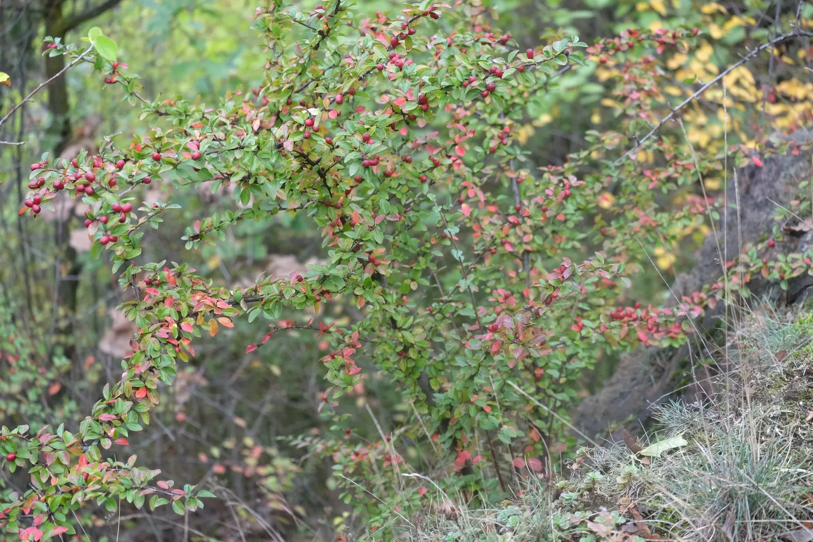 Red Clusterberry Cotoneaster (Cotoneaster Divaricatus) — Its small, dark green leaves turn reddish-purple in fall