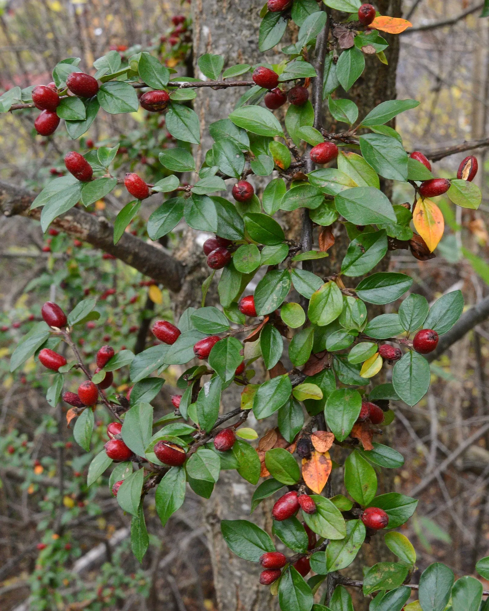 Red Clusterberry Cotoneaster (Cotoneaster Divaricatus) — roughly 1/4 inch in diameter; its small, dark green leaves turn reddish-purple in fall