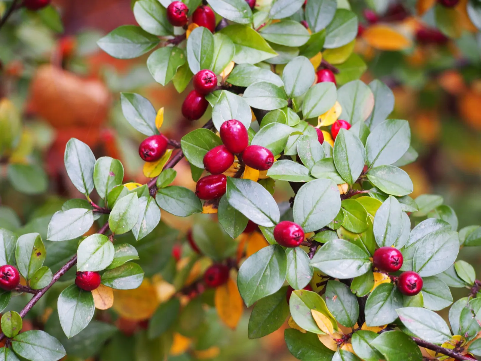 Red Clusterberry Cotoneaster (Cotoneaster Divaricatus) — Title: Red Clusterberry Cotoneaster (Cotoneaster divaricatus)<br><br>The Red Clusterberry Cotoneaster