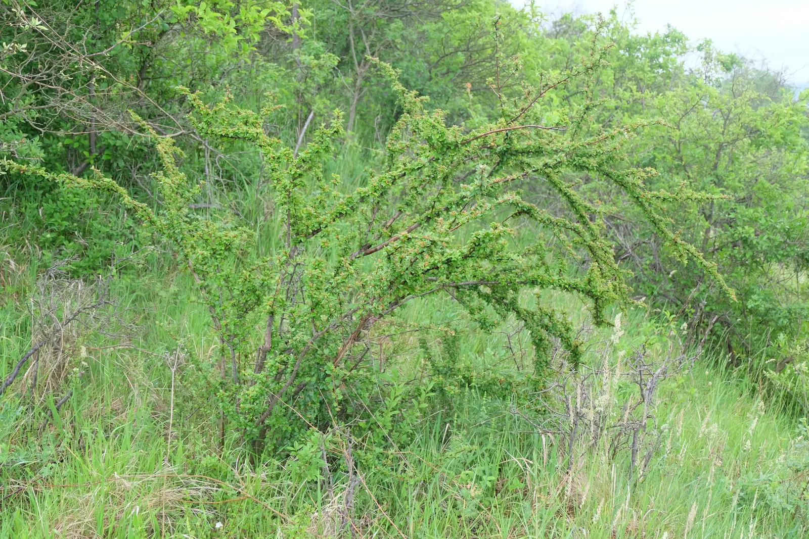 Red Clusterberry Cotoneaster (Cotoneaster Divaricatus) — is a versatile deciduous shrub known for its multi-stemmed growth habit and wide-spreading nature