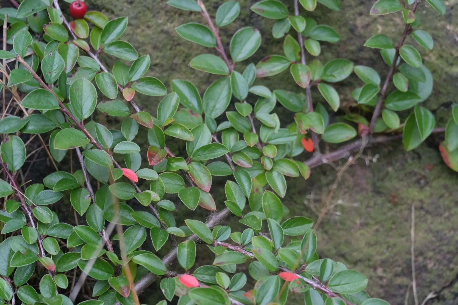Red Clusterberry Cotoneaster (Cotoneaster Divaricatus) — each 5/8 inches in diameter