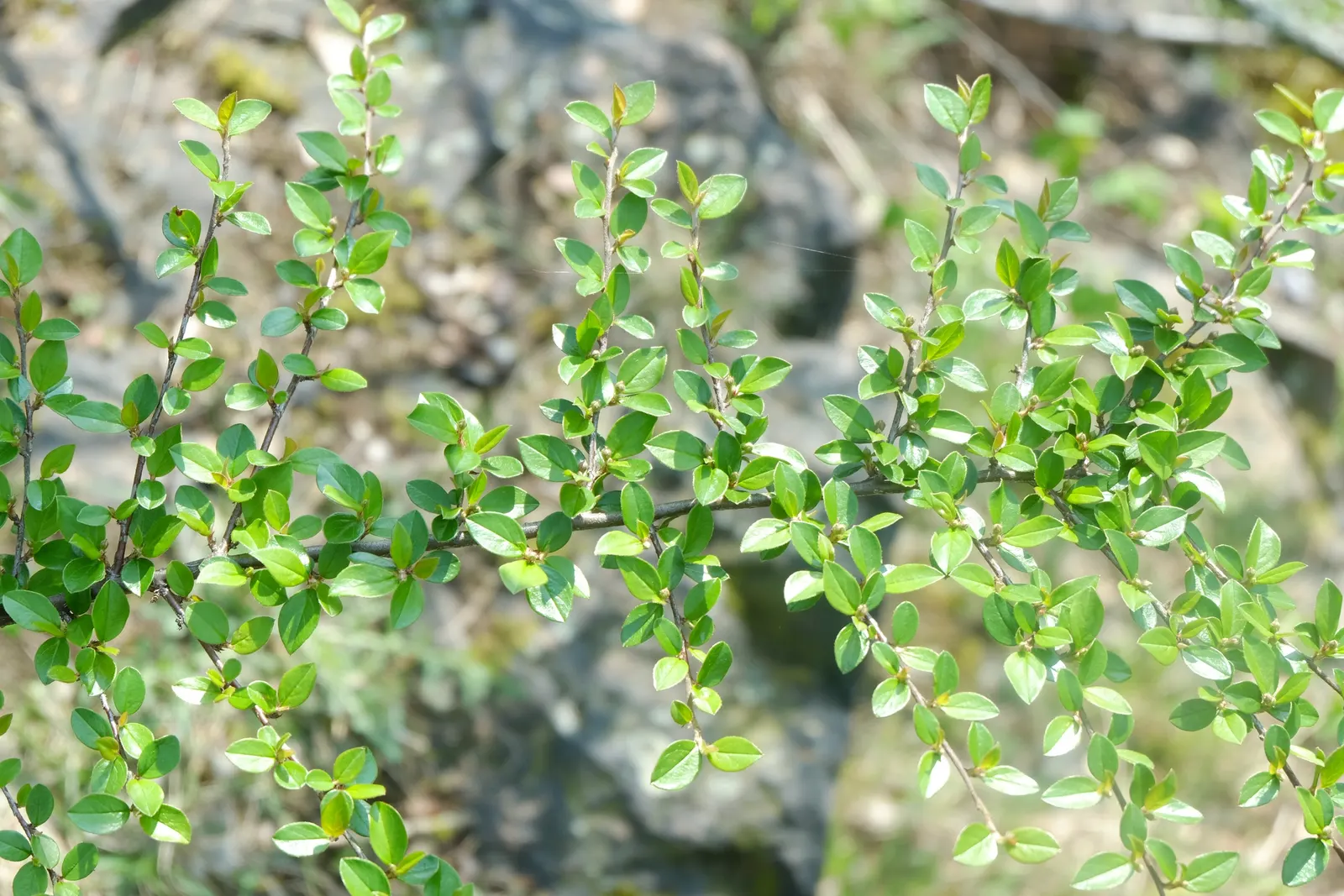 Red Clusterberry Cotoneaster (Cotoneaster Divaricatus) — exhibiting a glossy green hue that transitions to striking shades of bronze; rounded leaves measuring