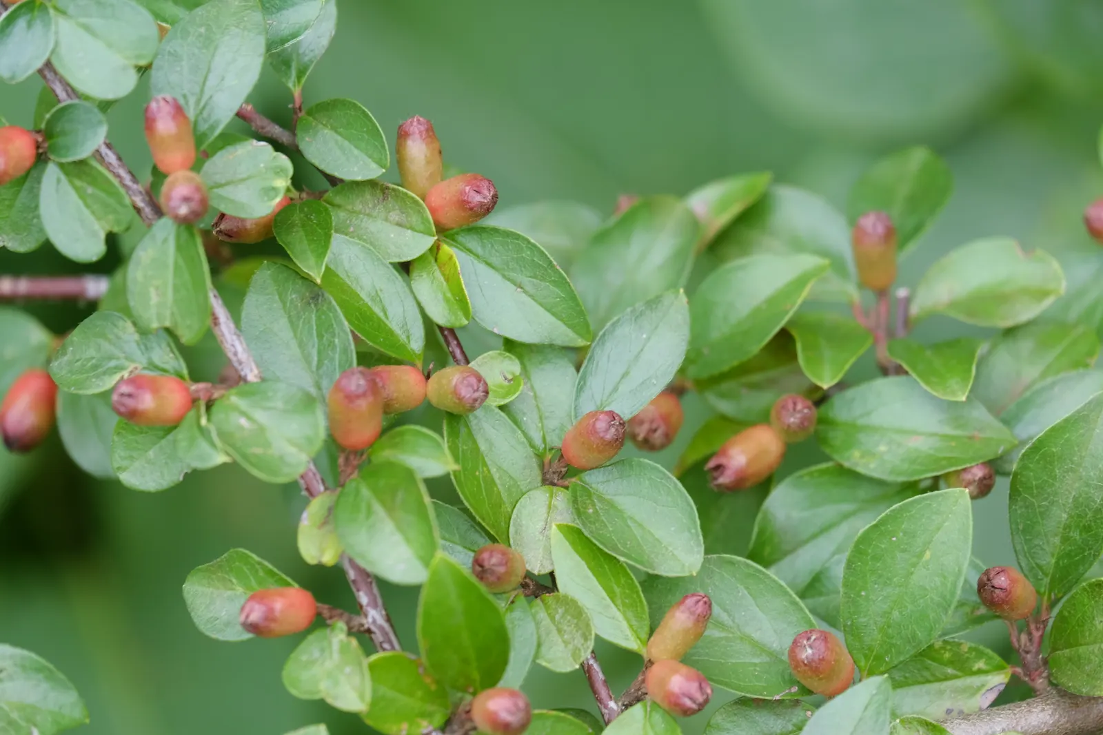 Red Clusterberry Cotoneaster (Cotoneaster Divaricatus) — Ideal for hedging and wildlife gardens, it offers year-round interest and attracts birds; rounded