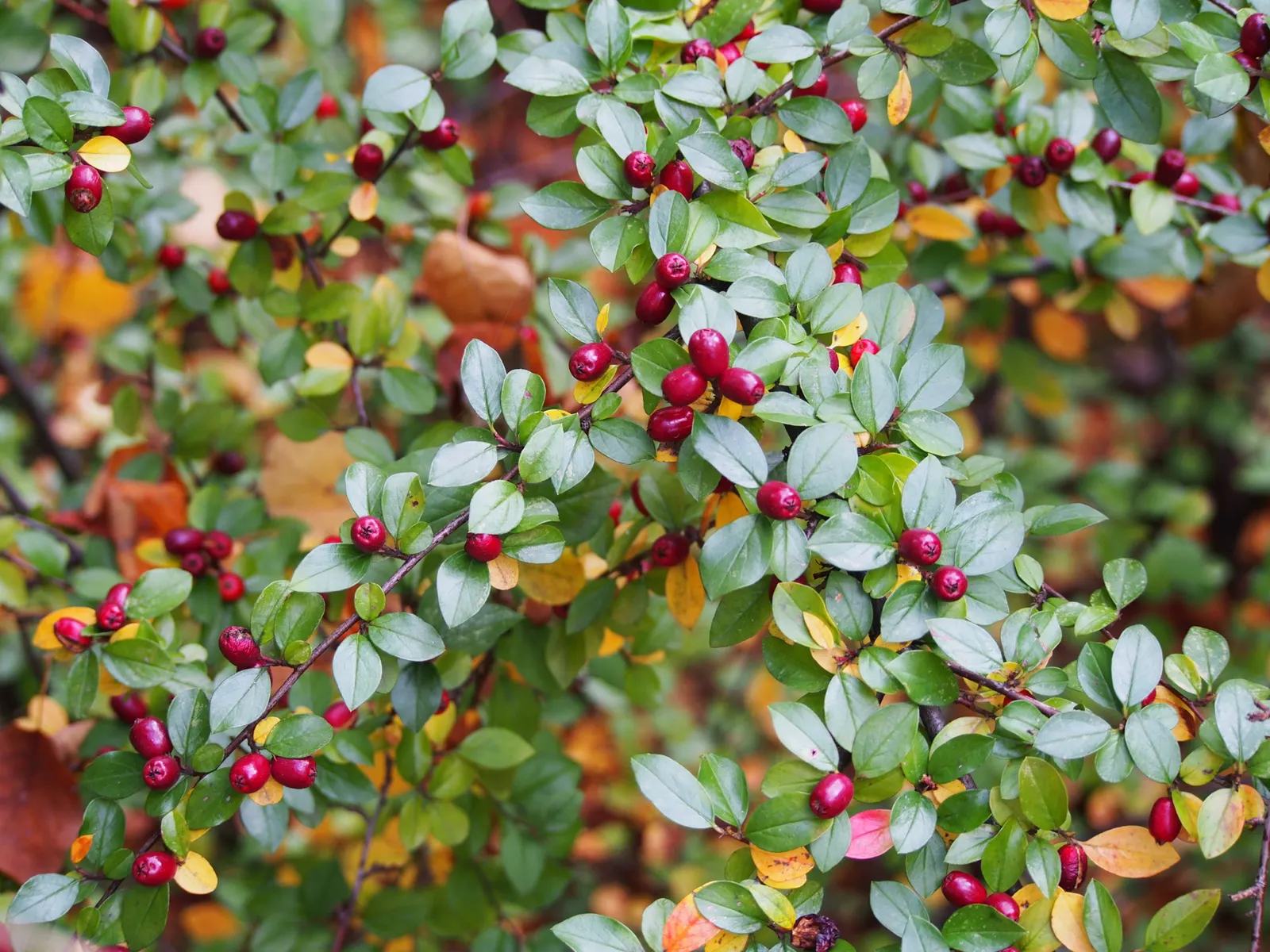 Red Clusterberry Cotoneaster (Cotoneaster Divaricatus) — this Cotoneaster is both drought-tolerant once established and able to endure urban pollution; its