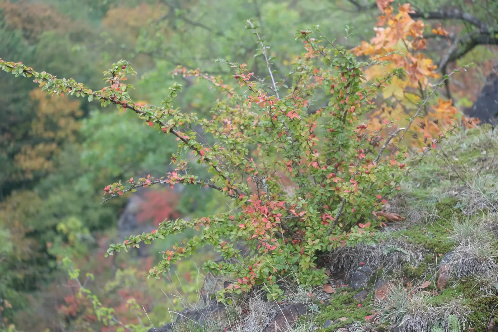 Red Clusterberry Cotoneaster (Cotoneaster Divaricatus) — Spring blooms are pinkish-white, setting the stage for vivid red berries persisting into winter; its