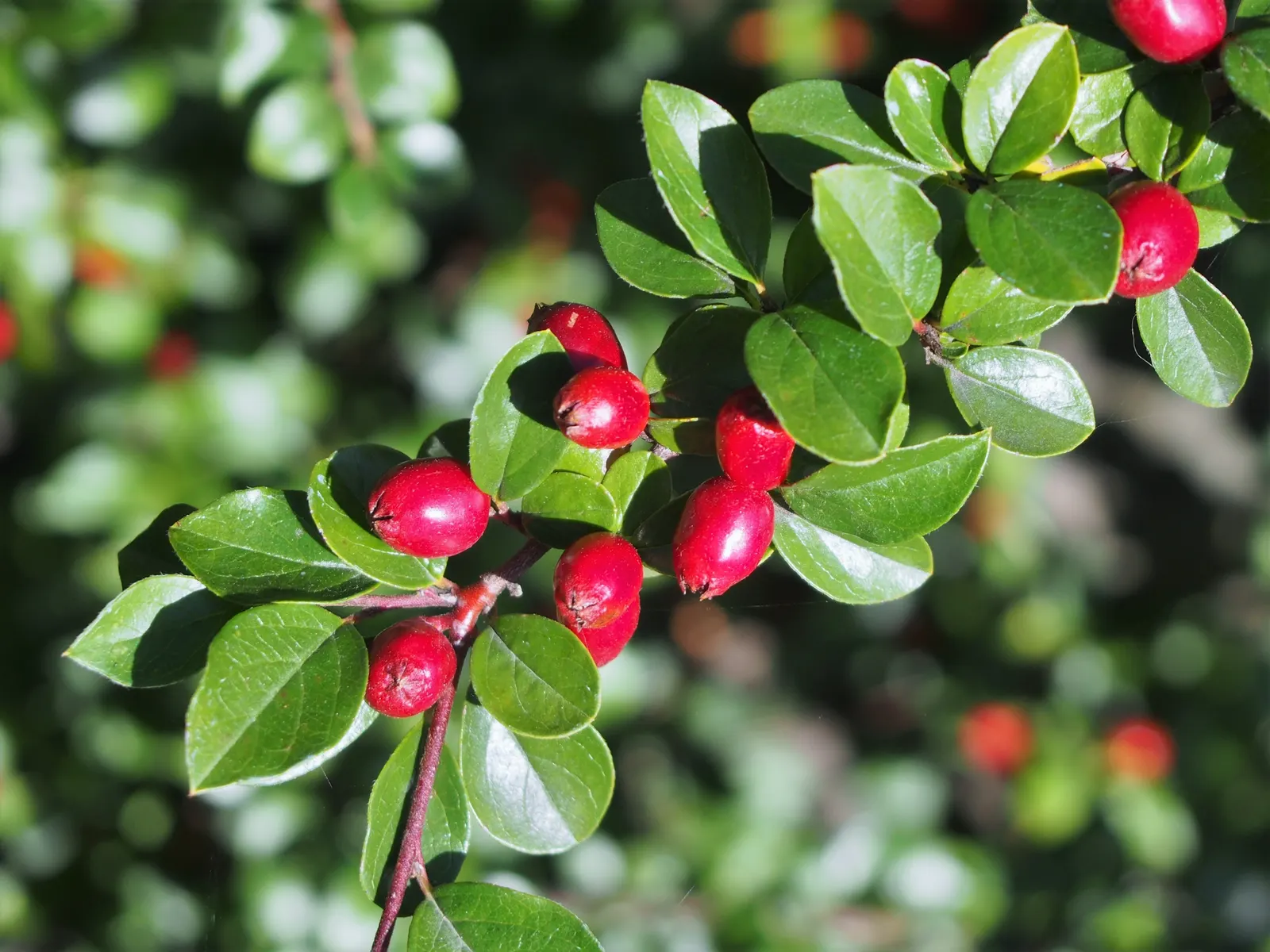 Red Clusterberry Cotoneaster (Cotoneaster Divaricatus) — that envelop the shrub and entice beneficial pollinators; rounded leaves measuring up to 1 inch long