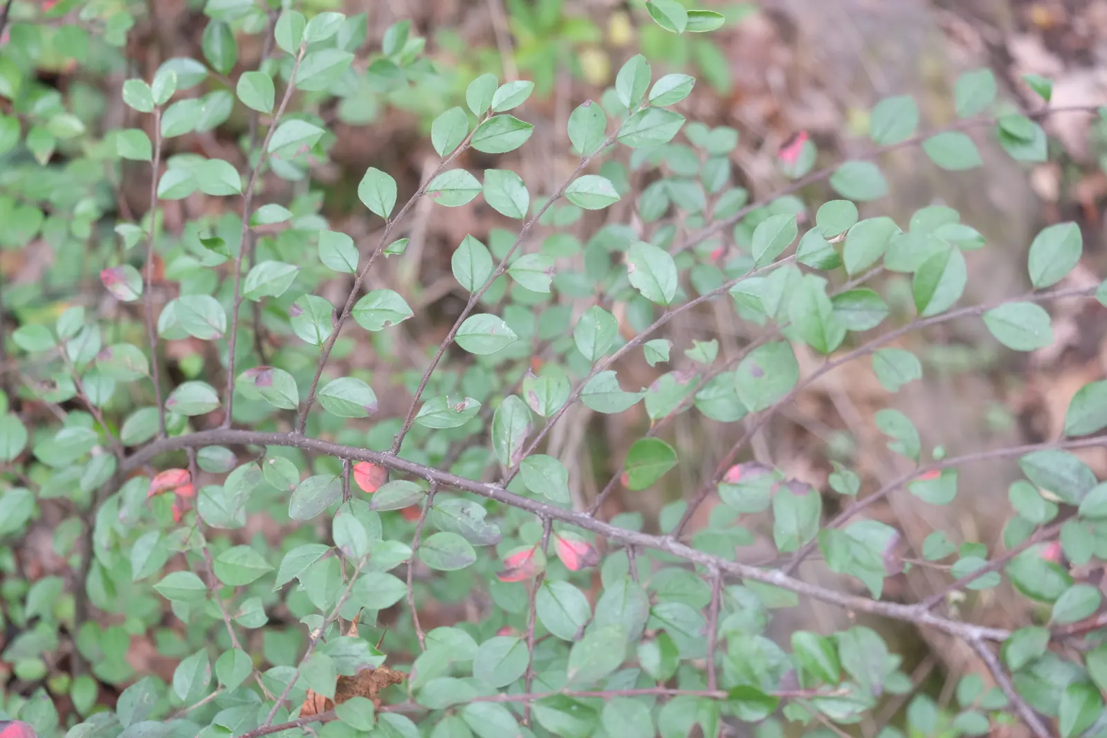 Red Clusterberry Cotoneaster (Cotoneaster Divaricatus) — making it a resilient choice for diverse settings; gaining prominence with landscape designers for its
