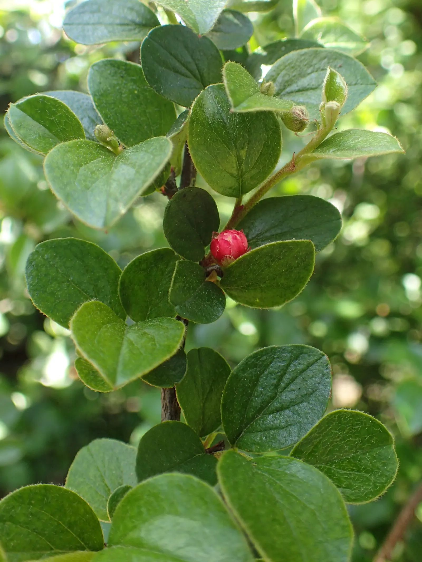 Red Clusterberry Cotoneaster (Cotoneaster Divaricatus) — this species typically reaches a mature height of 5 to 6 feet and spans an impressive 6 to 8 feet wide