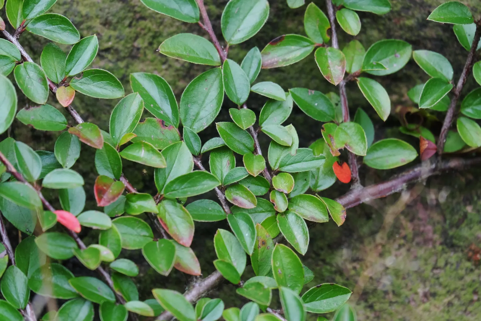 Red Clusterberry Cotoneaster (Cotoneaster Divaricatus) — exhibiting a glossy green hue that transitions to striking shades of bronze