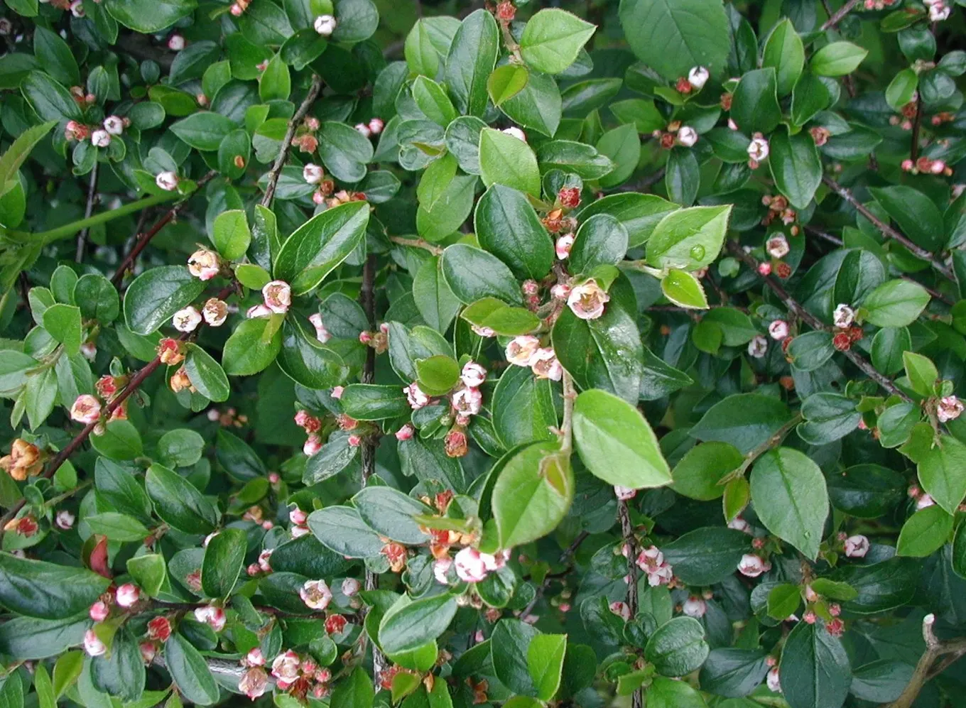 Red Clusterberry Cotoneaster (Cotoneaster Divaricatus) — reaching 5-6 feet high and wide; rounded leaves measuring up to 1 inch long
