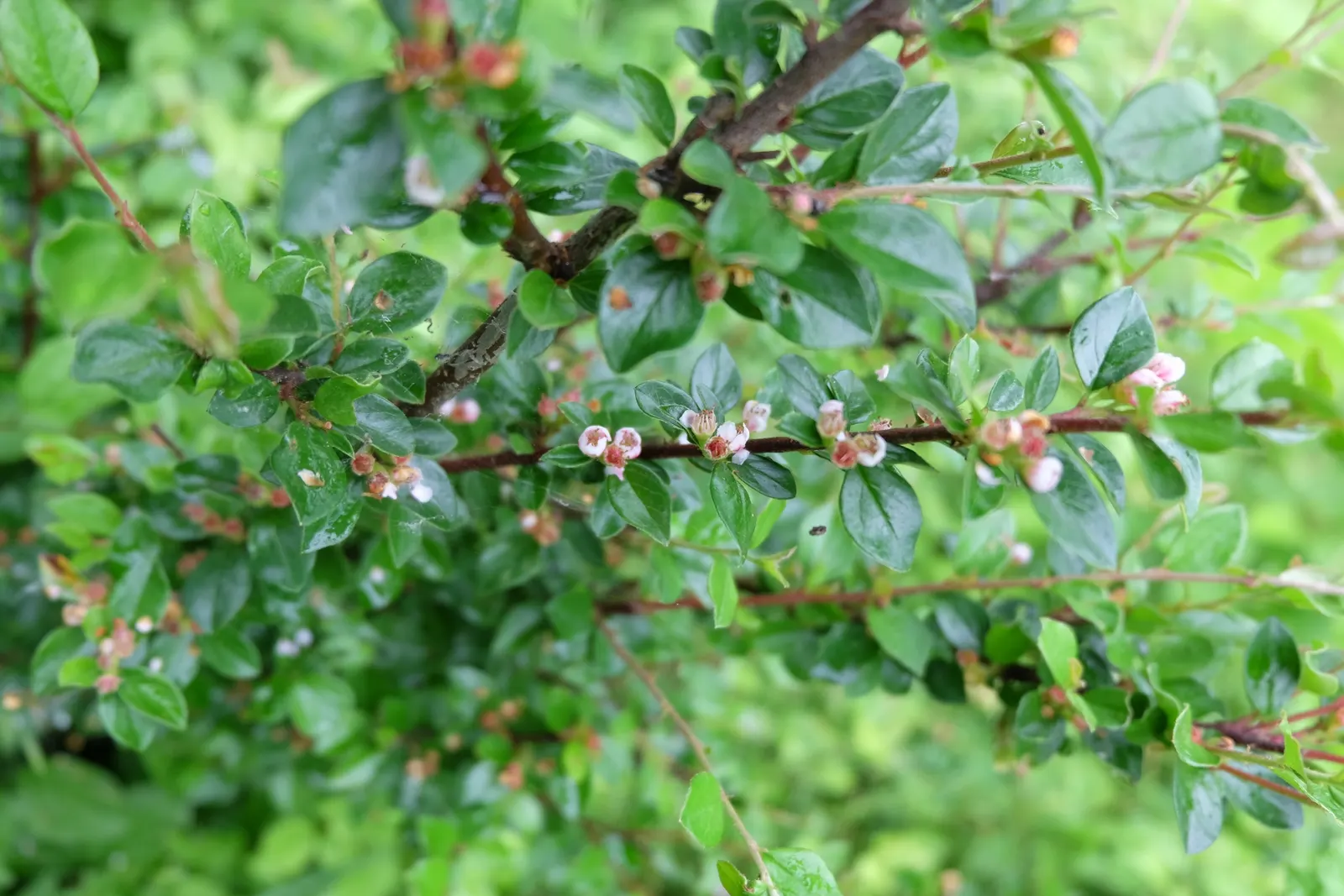 Red Clusterberry Cotoneaster (Cotoneaster Divaricatus) — shrub for full or half