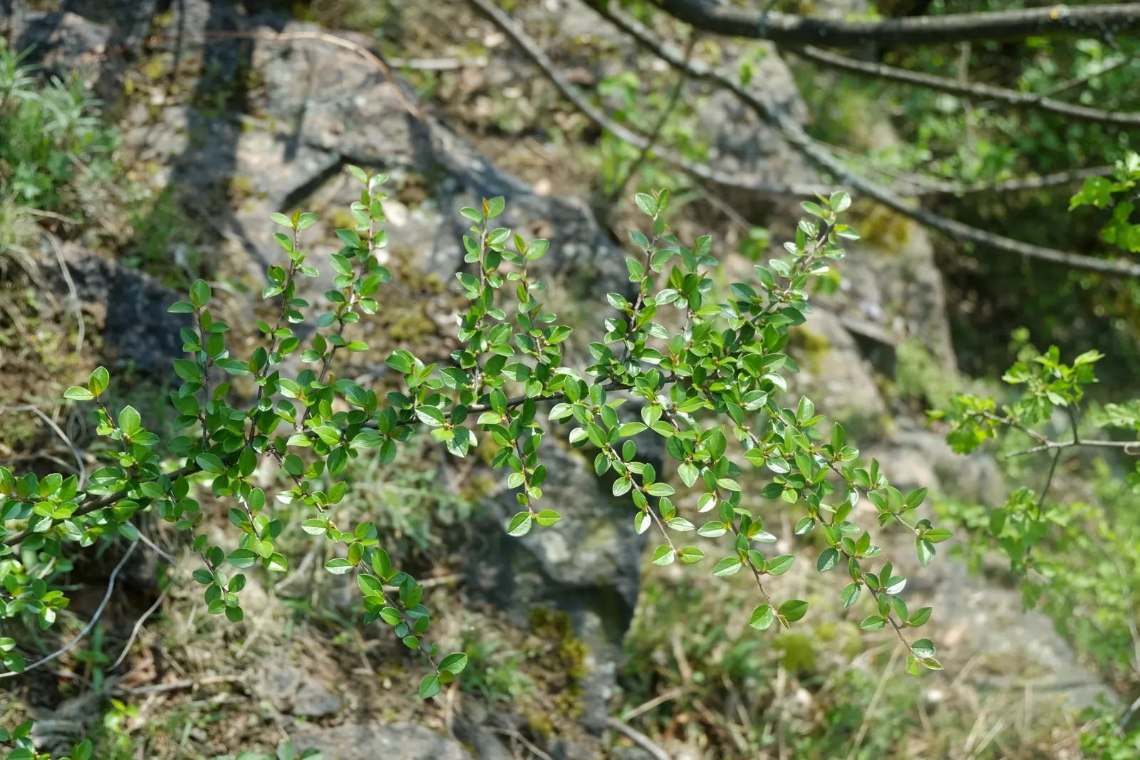 Red Clusterberry Cotoneaster (Cotoneaster Divaricatus) — scientifically named Cotoneaster divaricatus; its small, dark green leaves turn reddish-purple in fall