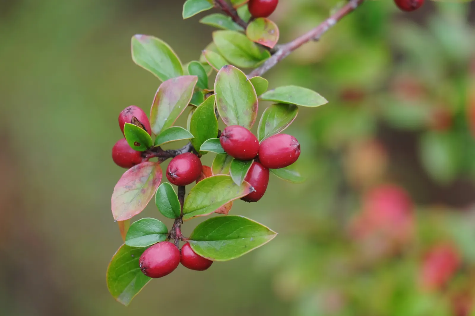 Red Clusterberry Cotoneaster (Cotoneaster Divaricatus) — these blooms give way to a vivid display of bright red berries; the Red Clusterberry Cotoneaster is a