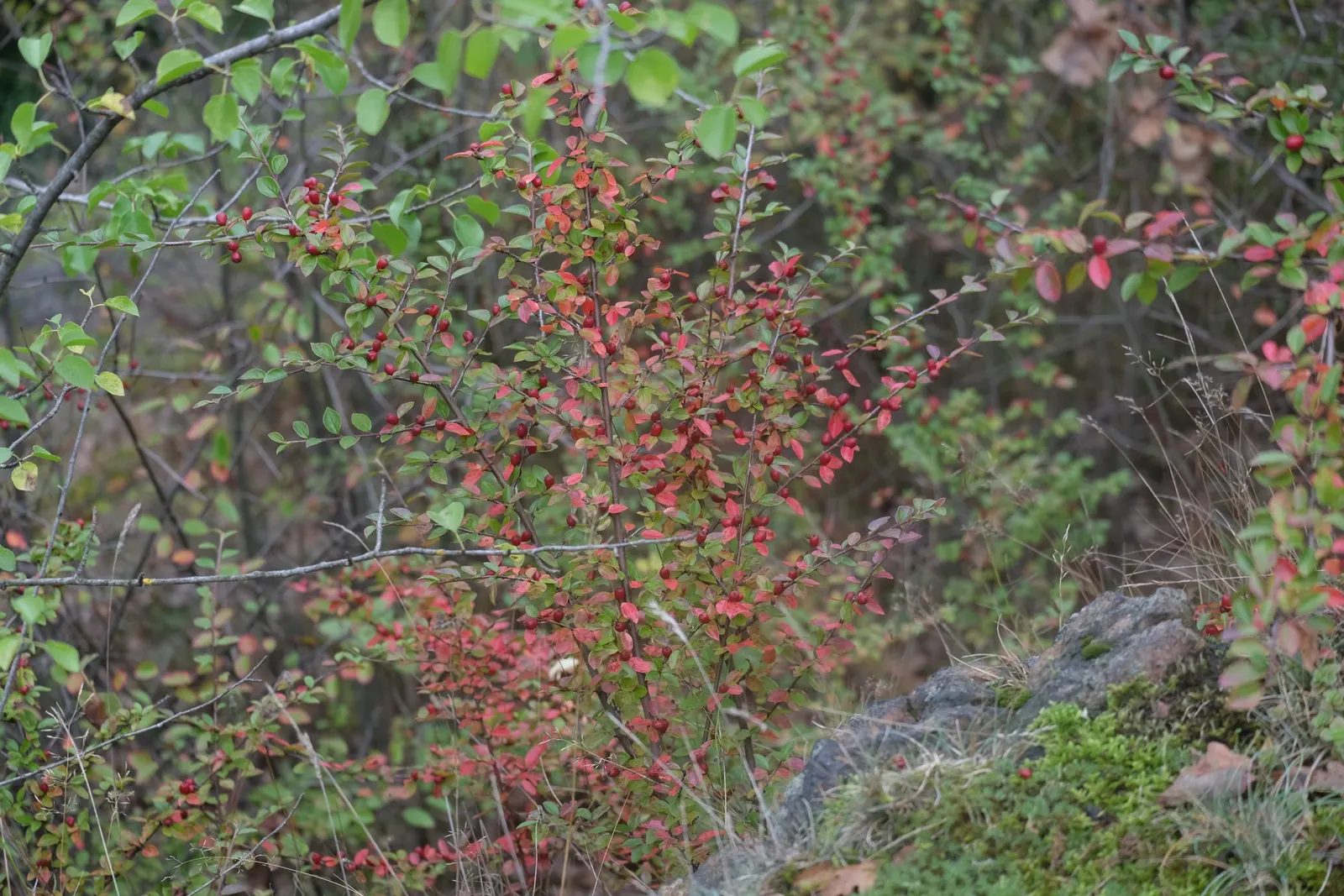 Red Clusterberry Cotoneaster (Cotoneaster Divaricatus) — low-maintenance backdrop in garden compositions.<br><br>Spring unveils a profusion of delicate white