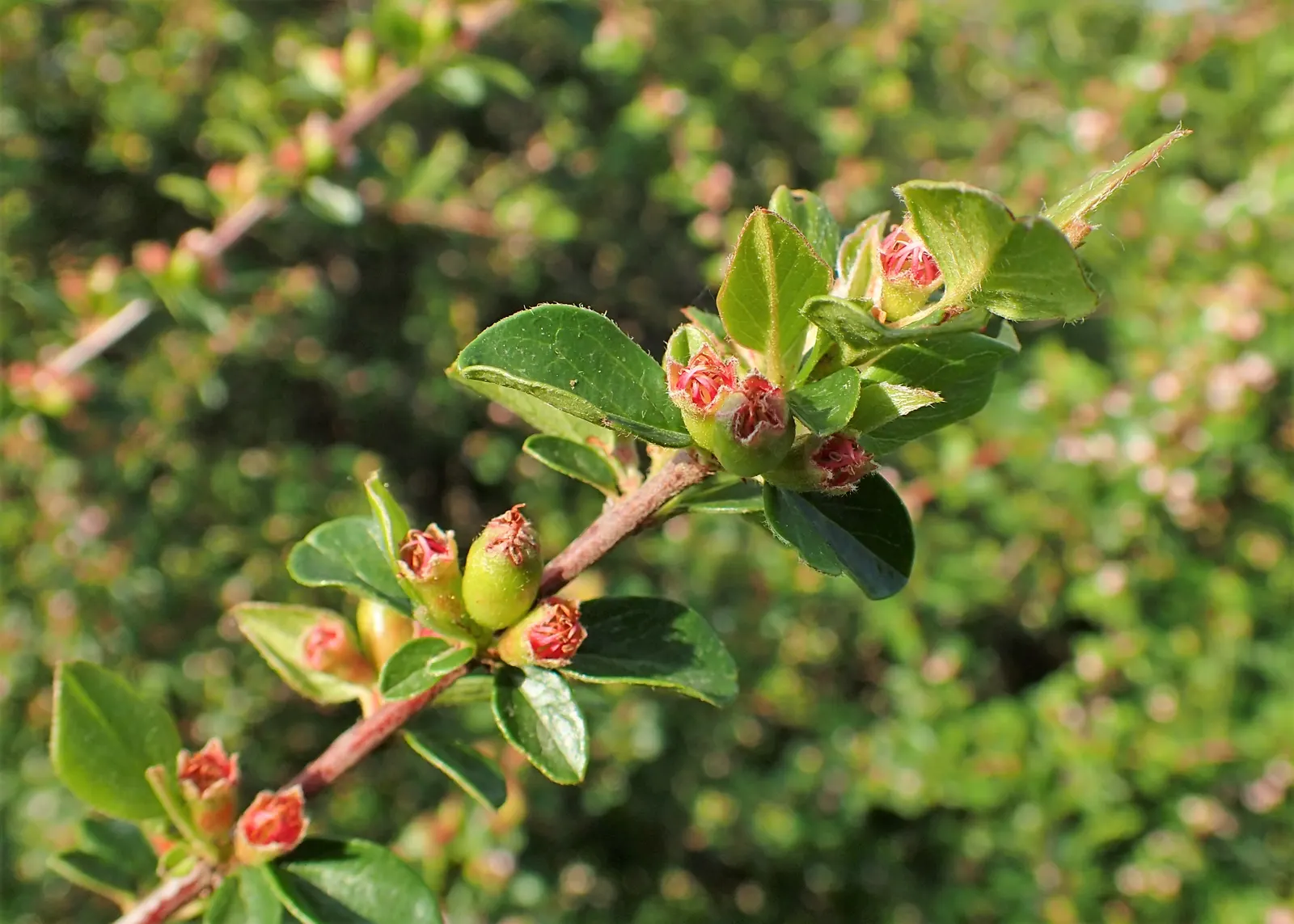 Red Clusterberry Cotoneaster (Cotoneaster Divaricatus) — making it a resilient choice for diverse settings